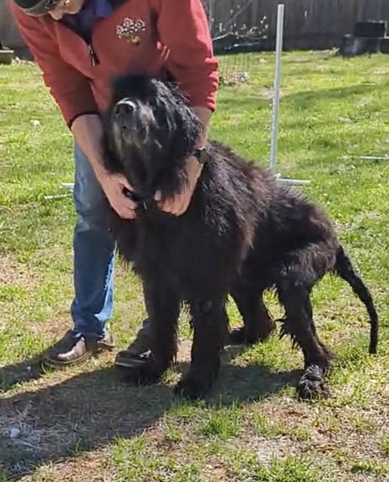 Enlarge Harbor, a Adoptable mixed breed in Gales Ferry, CT image 4/5
