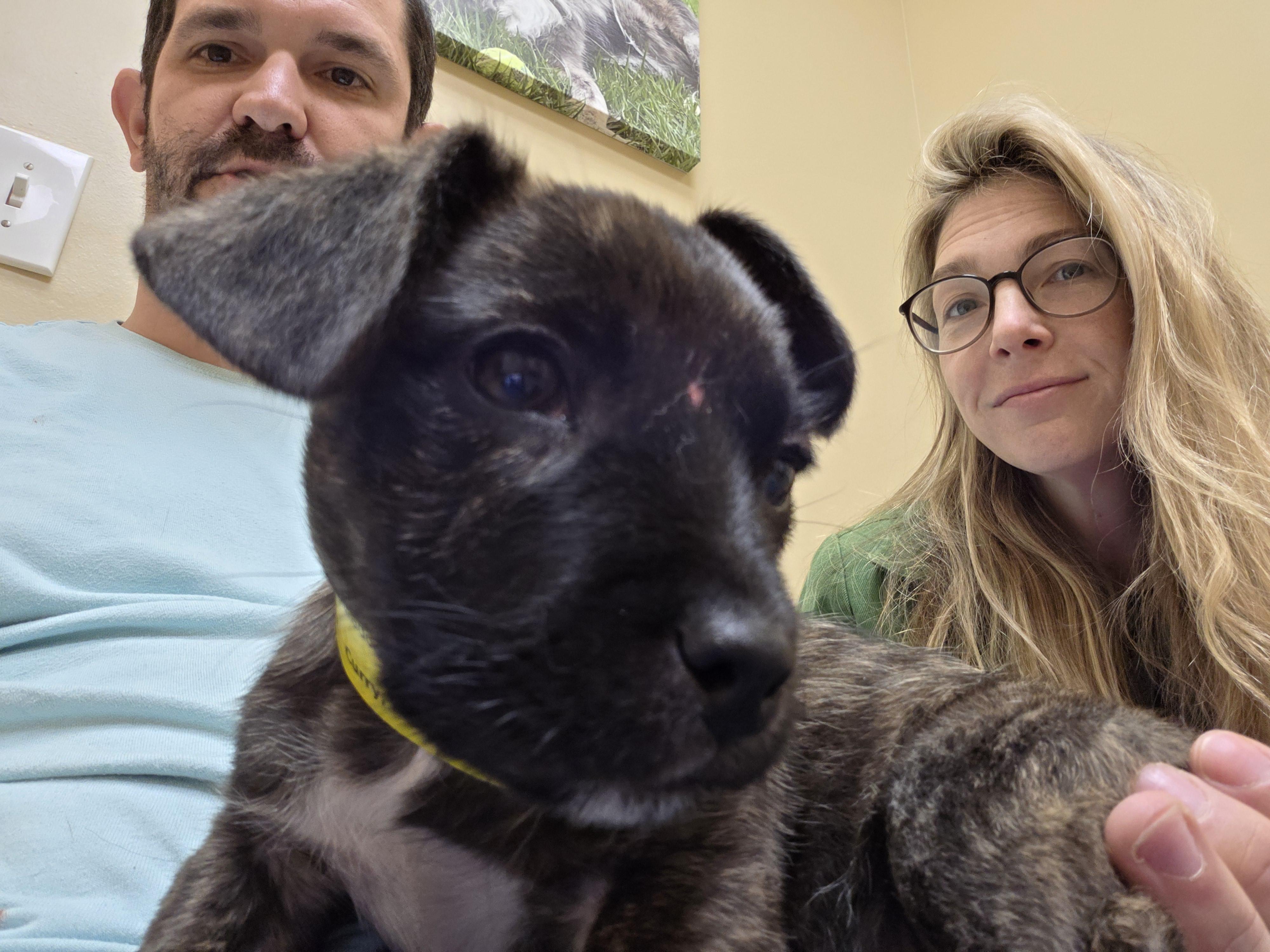 Milo, ADOPTABLE, Young Male Labrador Retriever & Mixed Breed.