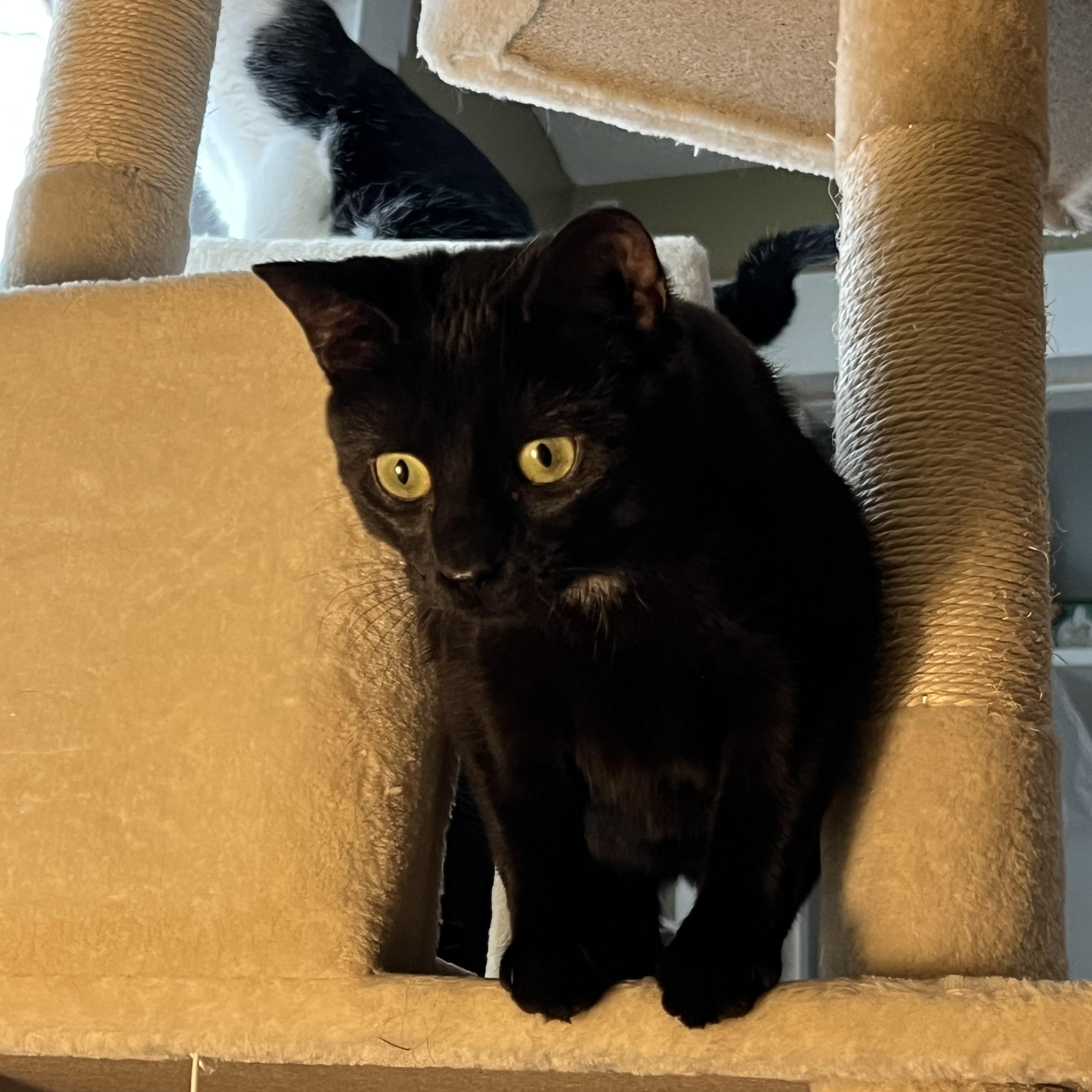 Binx aka Binxmas, an adopted American Shorthair in Bowdoin, ME image 3/5