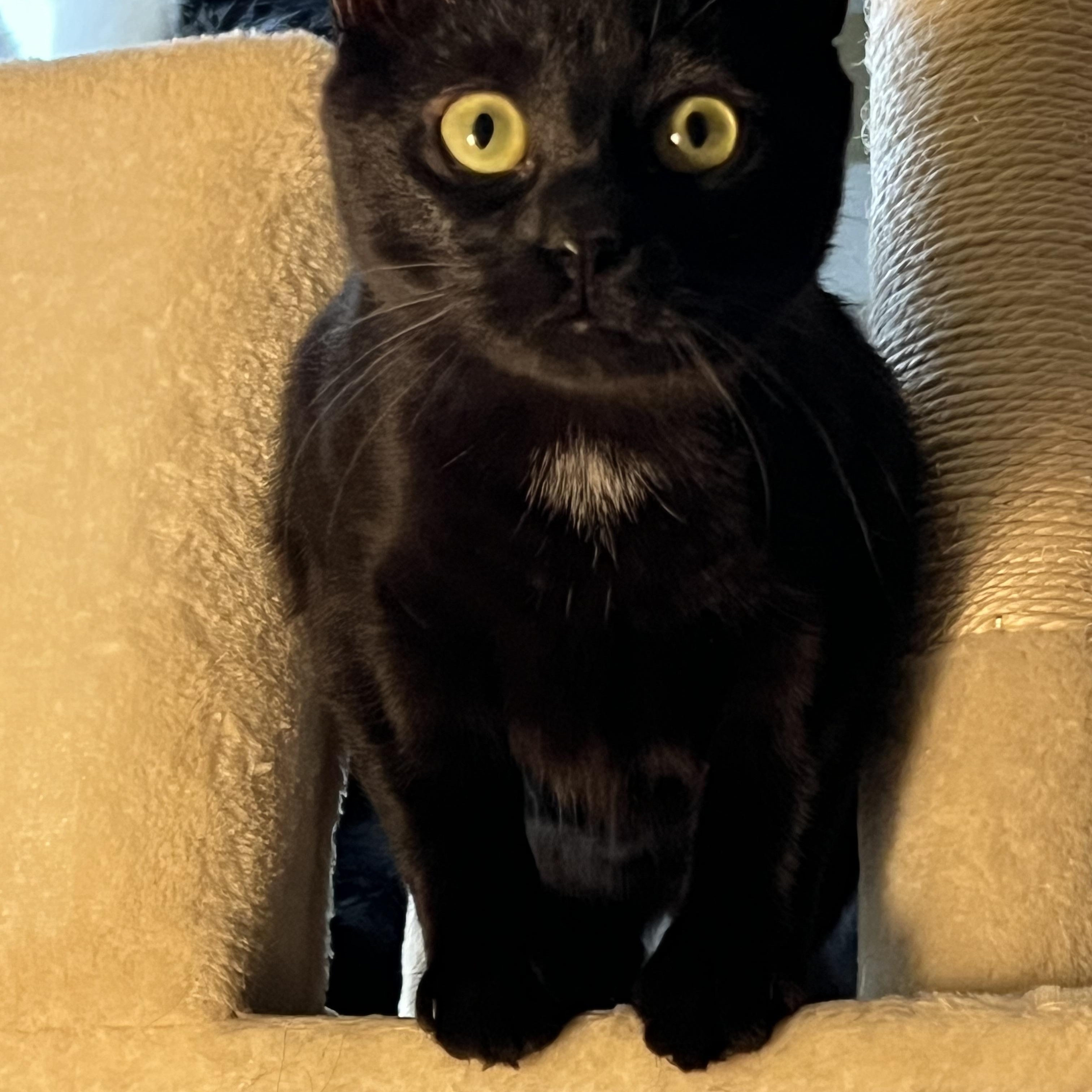 Binx aka Binxmas, an adopted American Shorthair in Bowdoin, ME image 2/5