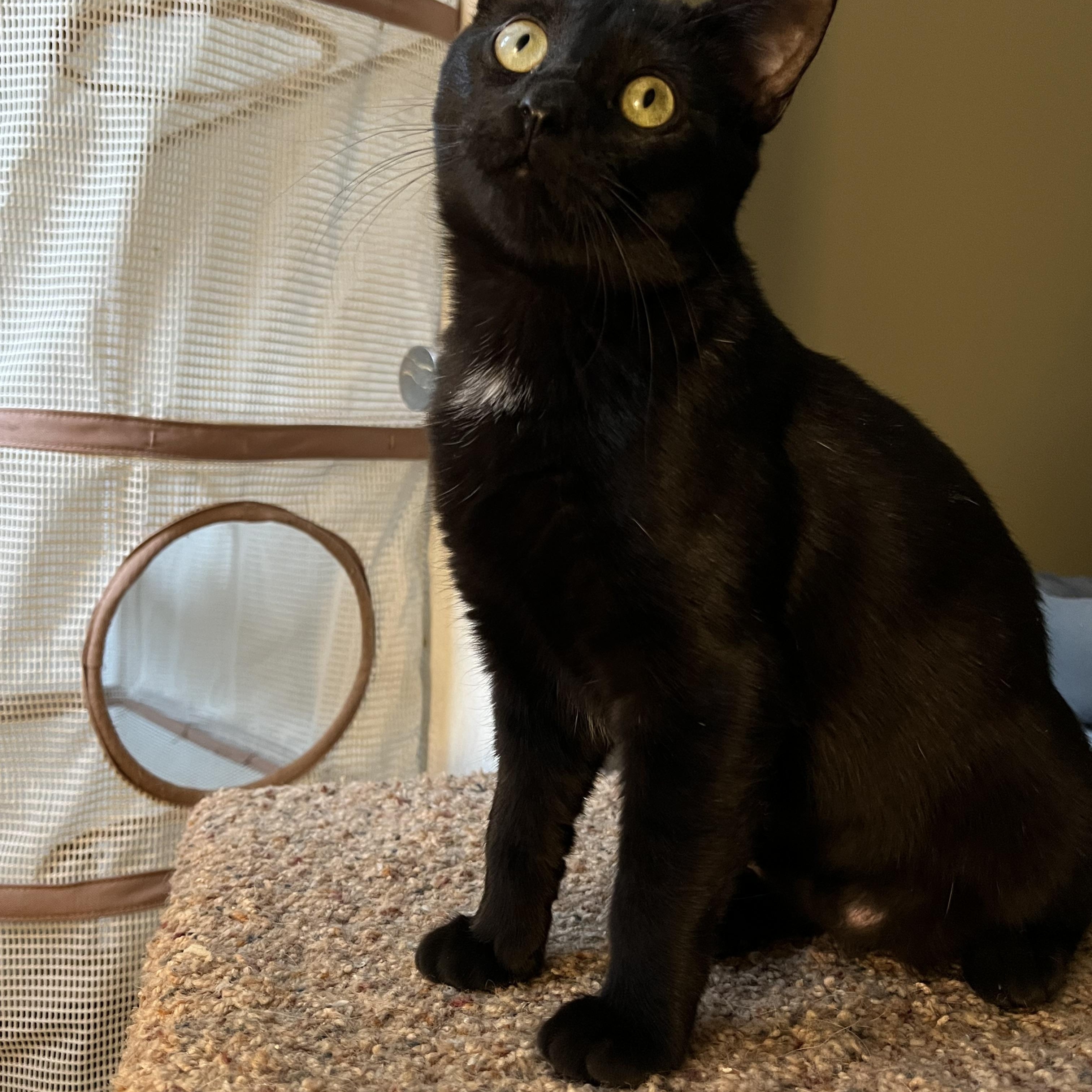 Binx aka Binxmas, an adopted American Shorthair in Bowdoin, ME image 5/5