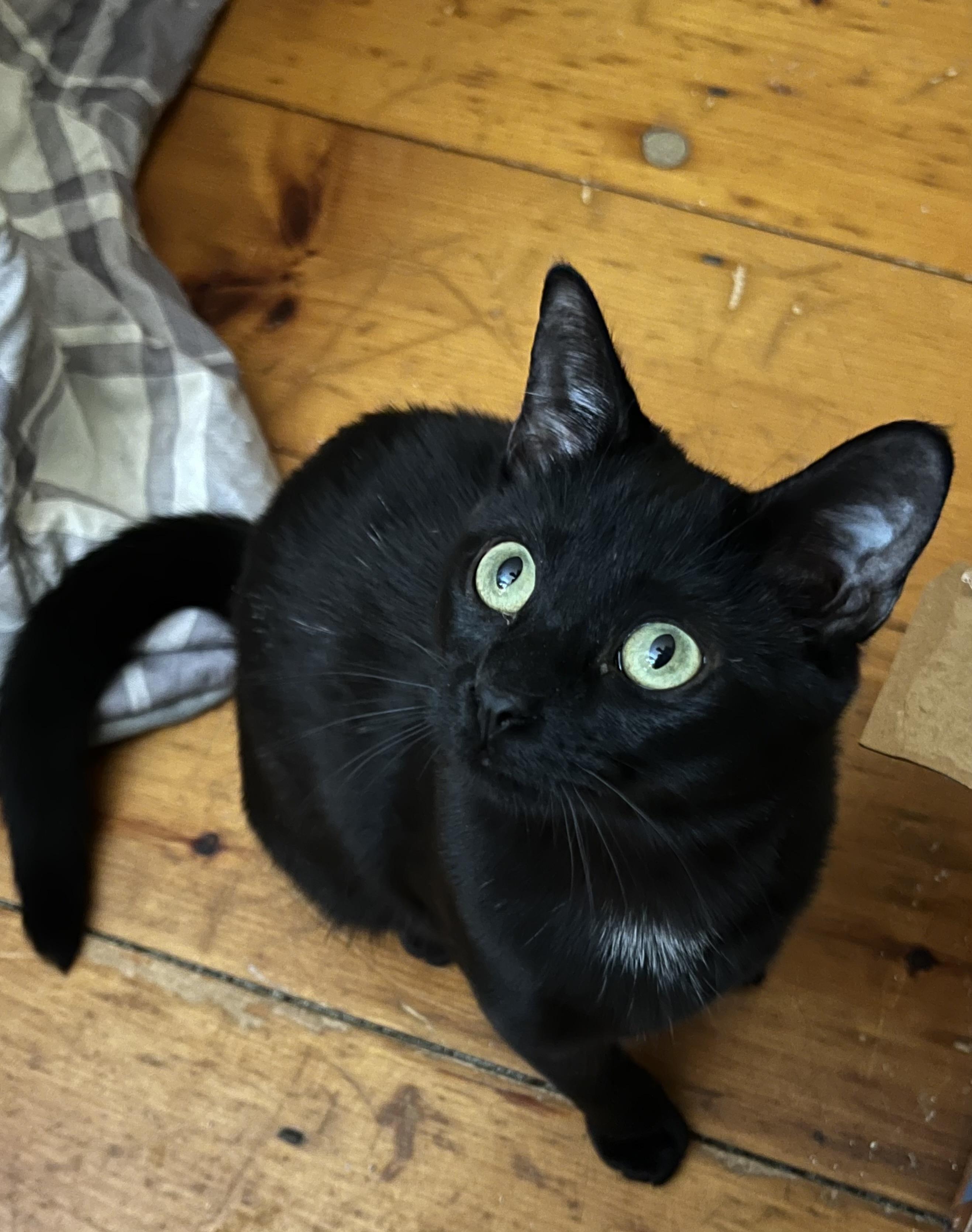 Binx aka Binxmas, adopted, Kitten Female American Shorthair.