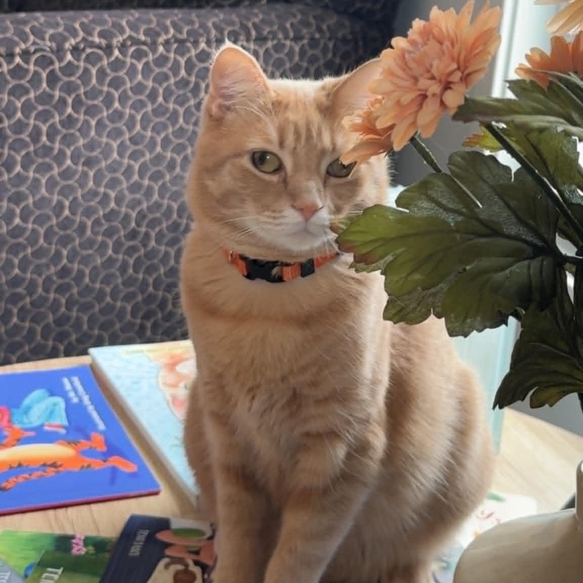 Julian, a ADOPTABLE American Shorthair in Danbury, CT image 3/6