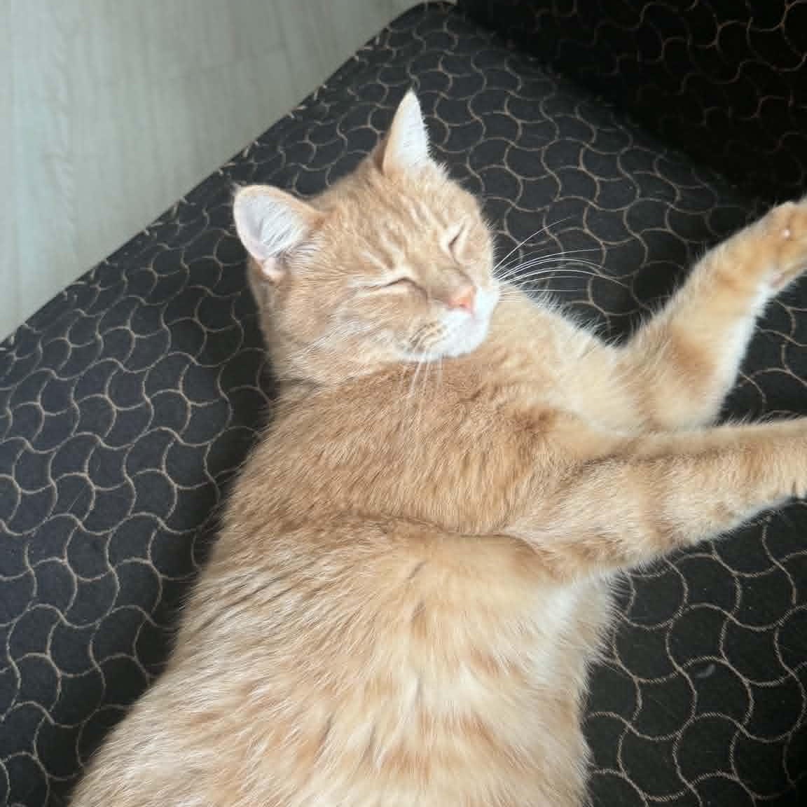 Julian, a ADOPTABLE American Shorthair in Danbury, CT image 4/6