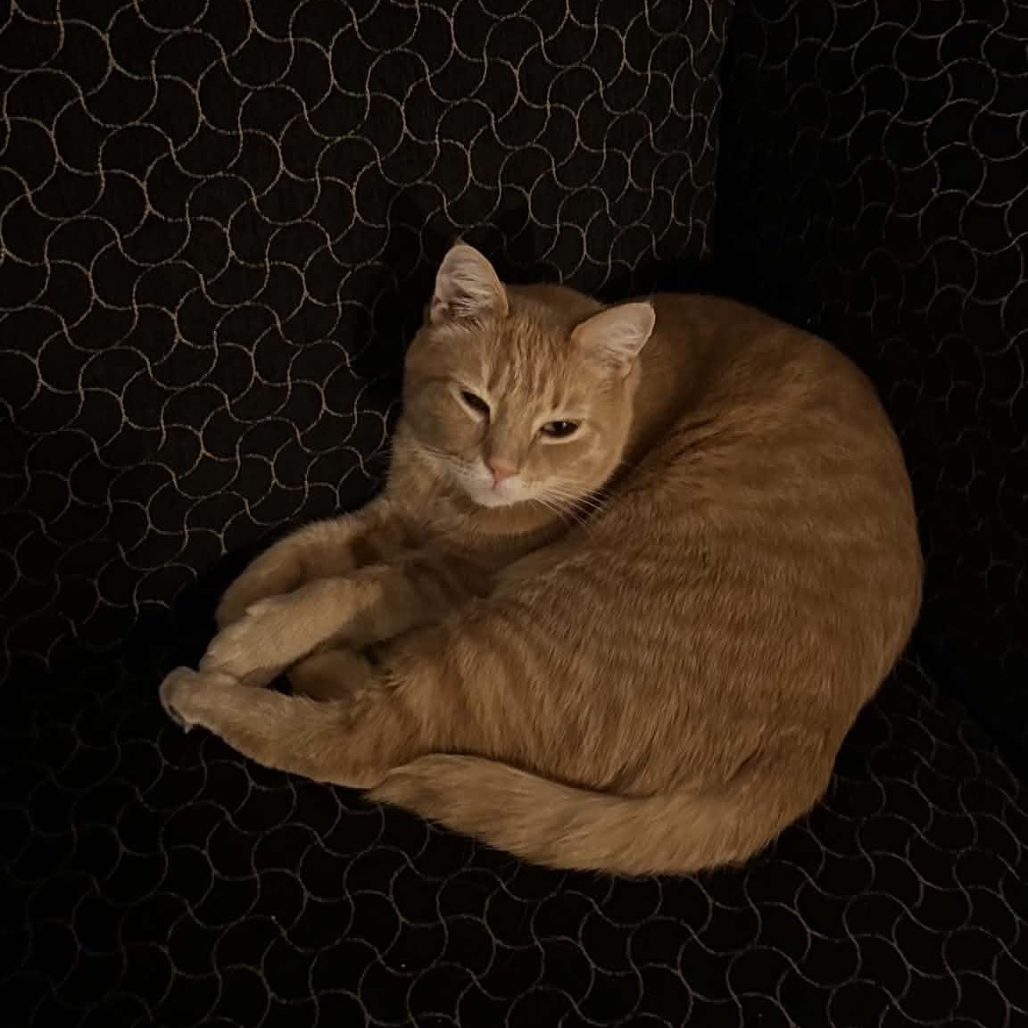 Julian, a ADOPTABLE American Shorthair in Danbury, CT image 2/6