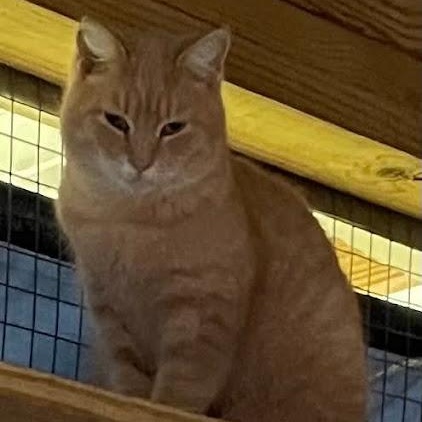 Julian, a ADOPTABLE American Shorthair in Danbury, CT image 6/6