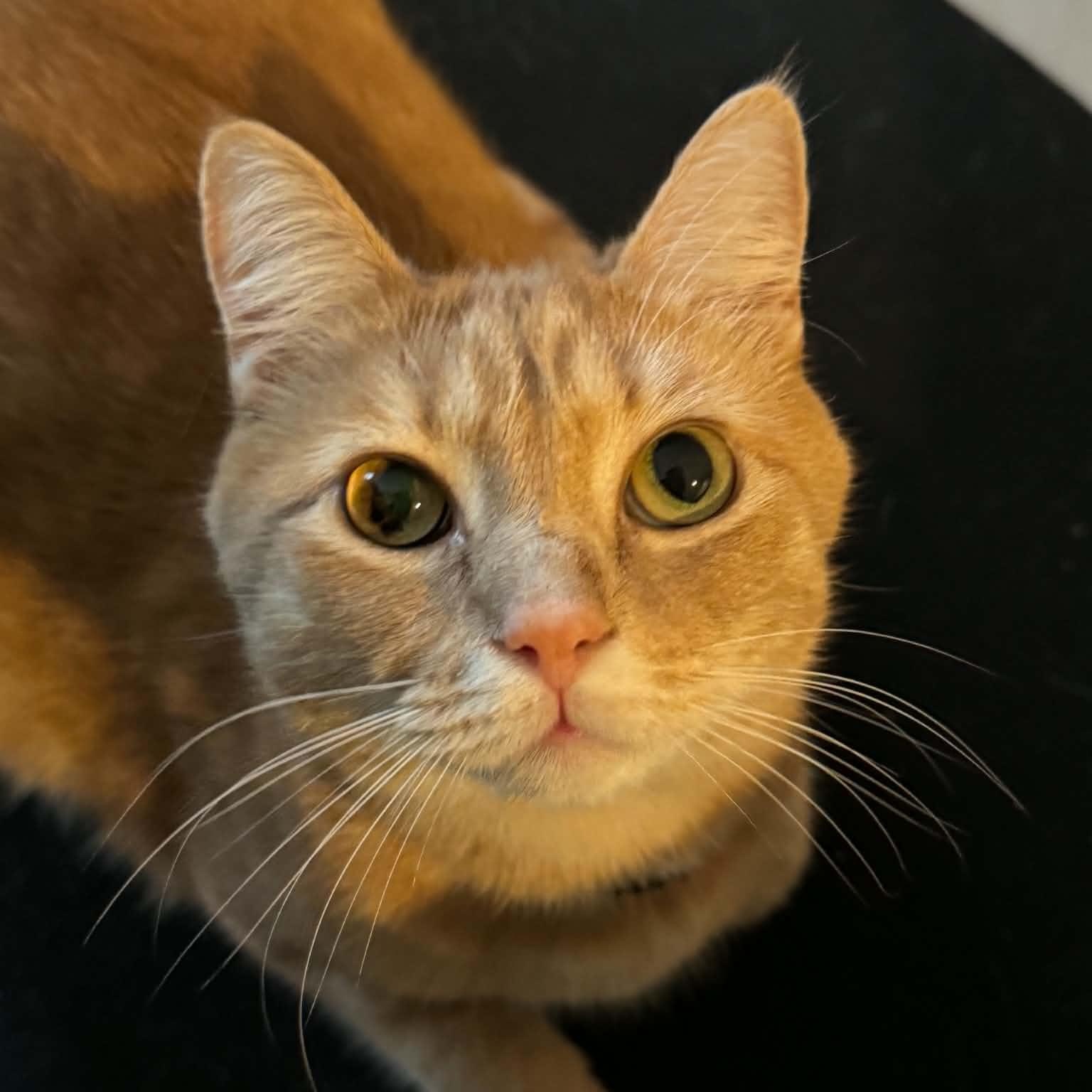 Julian, a ADOPTABLE American Shorthair in Danbury, CT image 5/6