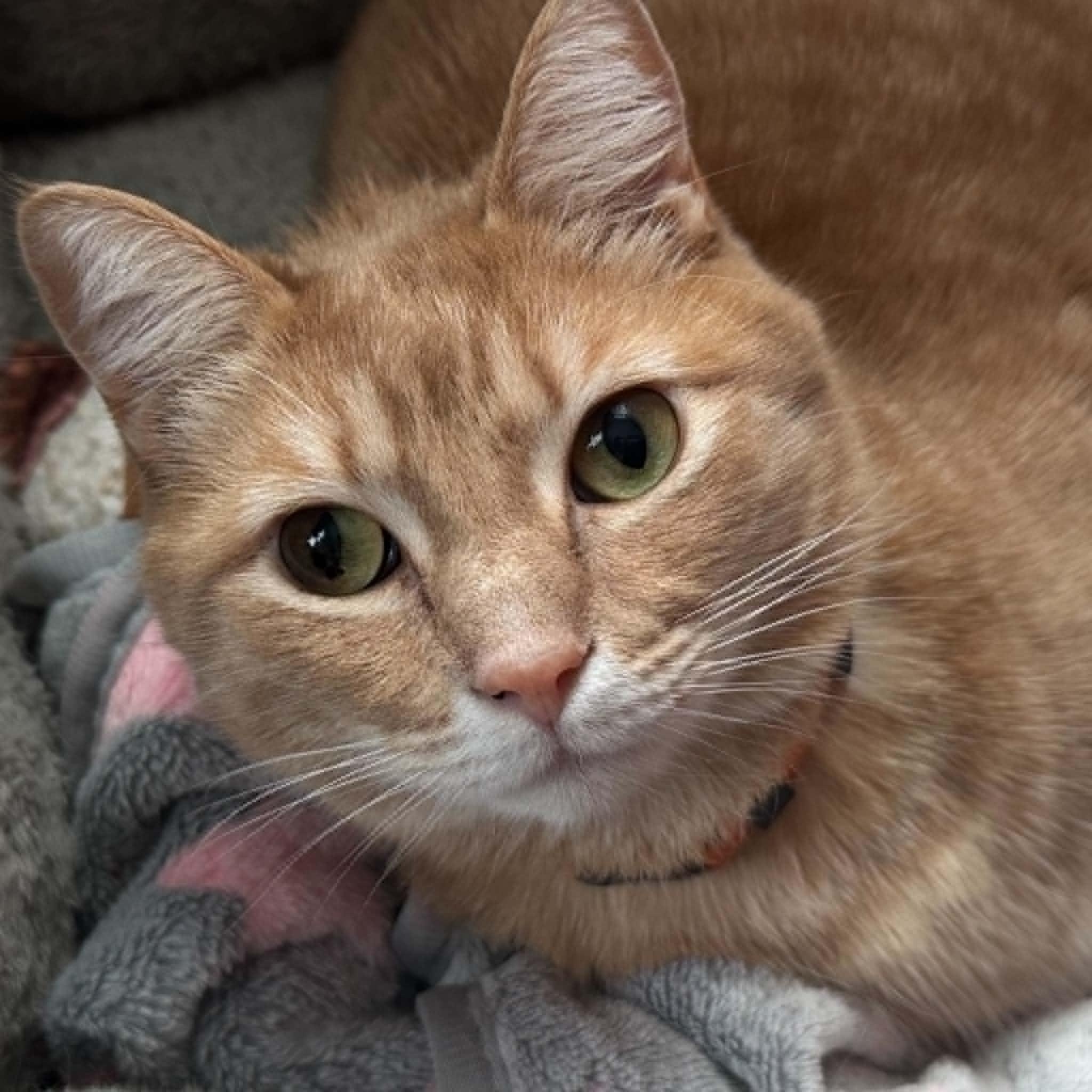 Julian, ADOPTABLE, Young Male American Shorthair.