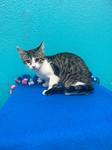 Enlarge Mochie, a Adoptable Domestic Short Hair in Chico, CA image 1/1
