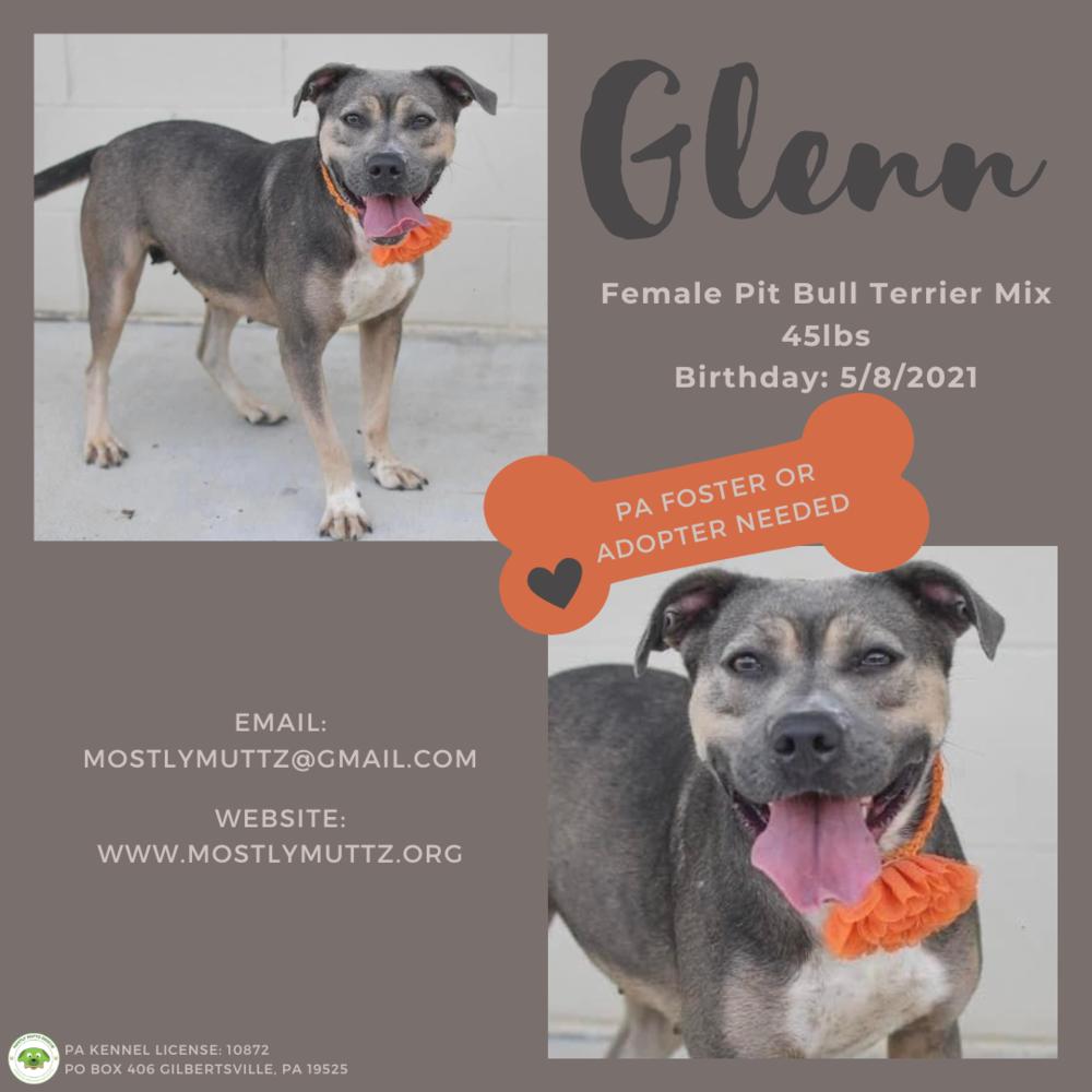 Glenn, Adoptable, Adult Female Pit Bull Terrier.