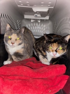 Calico Sisters, a Adoptable Domestic Short Hair in Nutley, NJ image 1/2