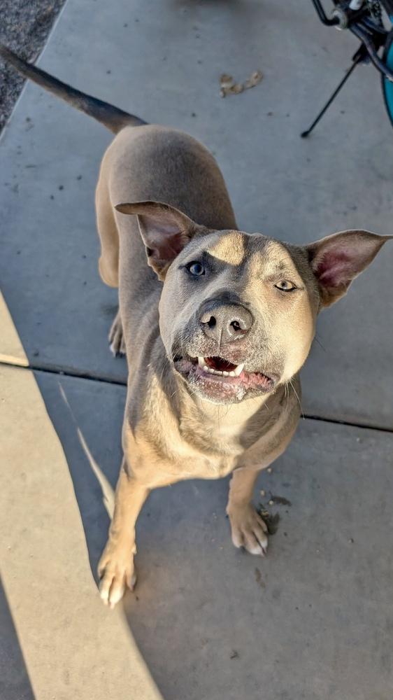 Enlarge Hazel, a ADOPTABLE American Staffordshire Terrier in TUCSON, AZ image 2/3