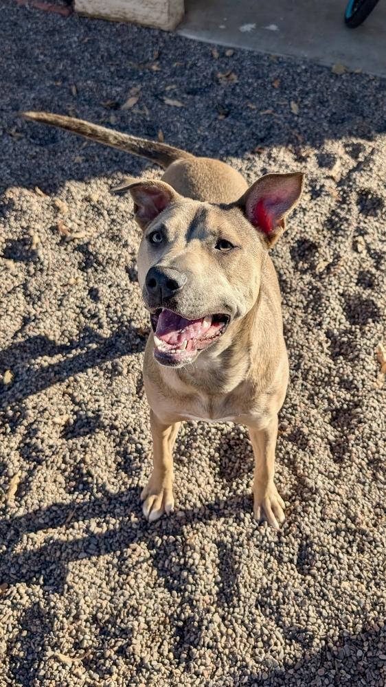 Enlarge Hazel, a ADOPTABLE American Staffordshire Terrier in TUCSON, AZ image 3/3