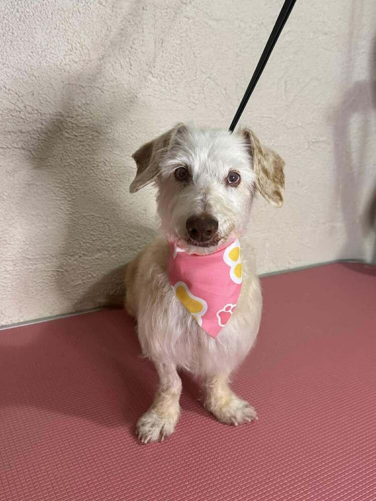 Enlarge Rae Rae, a Adoptable mixed breed in Wayne, NJ image 2/3