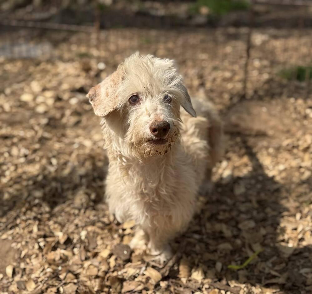 Enlarge Rae Rae, a Adoptable mixed breed in Wayne, NJ image 3/3