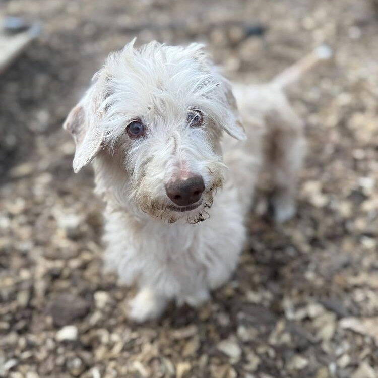 Enlarge Rae Rae, a Adoptable mixed breed in Wayne, NJ image 1/3