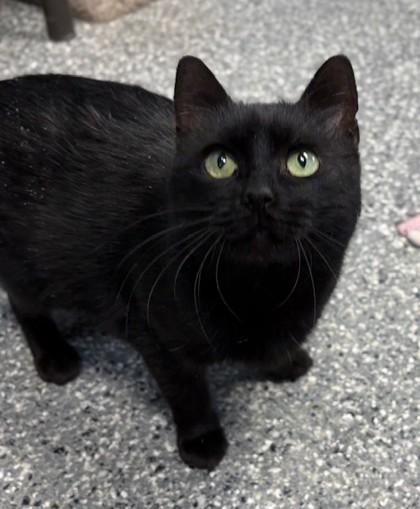 Pixie, Adoptable, Adult Female Domestic Short Hair & Domestic Short Hair.