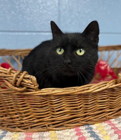 Enlarge Pixie, a Adoptable mixed breed in Columbia City, IN image 2/3