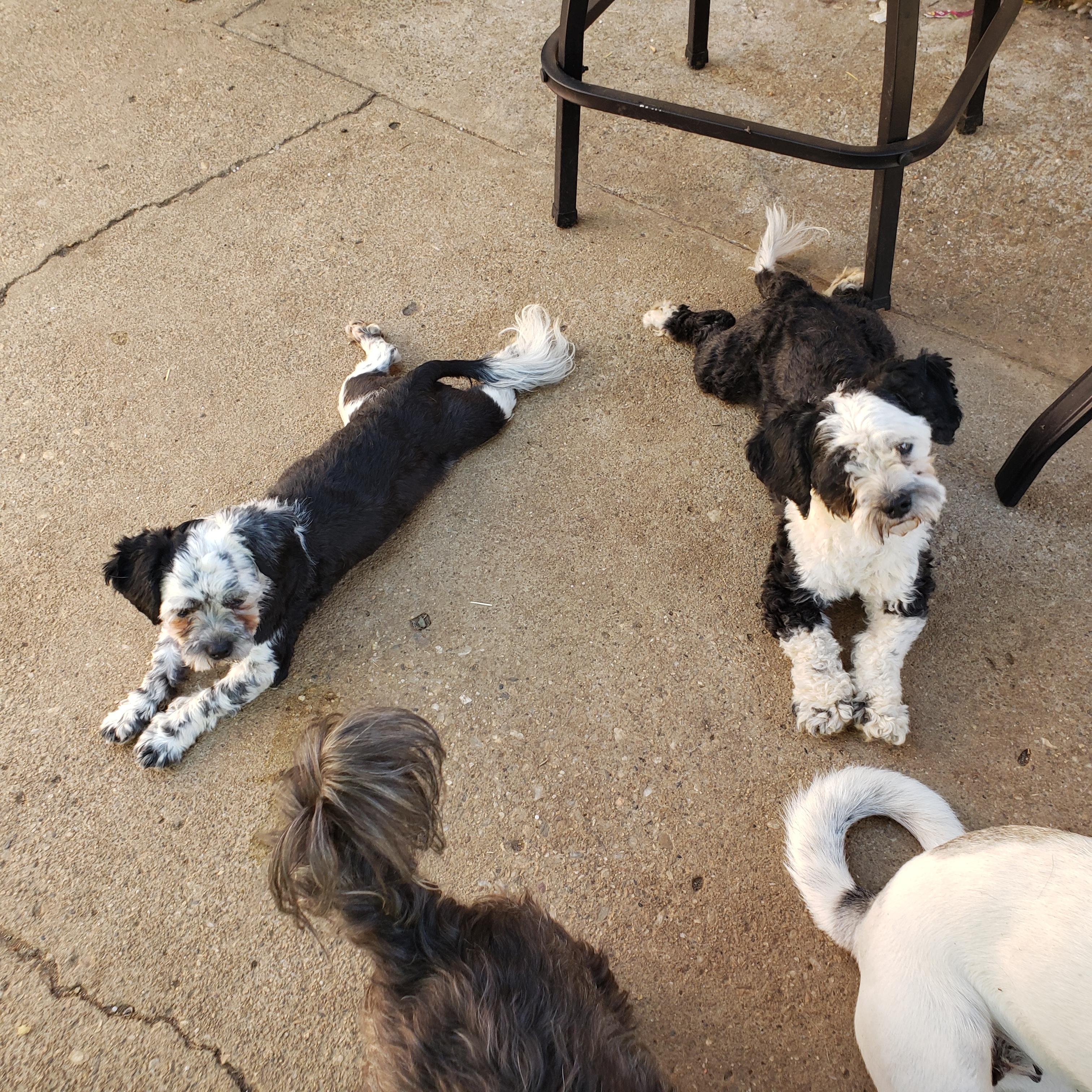 Murphy, Adopted, Young Male Shih poo.