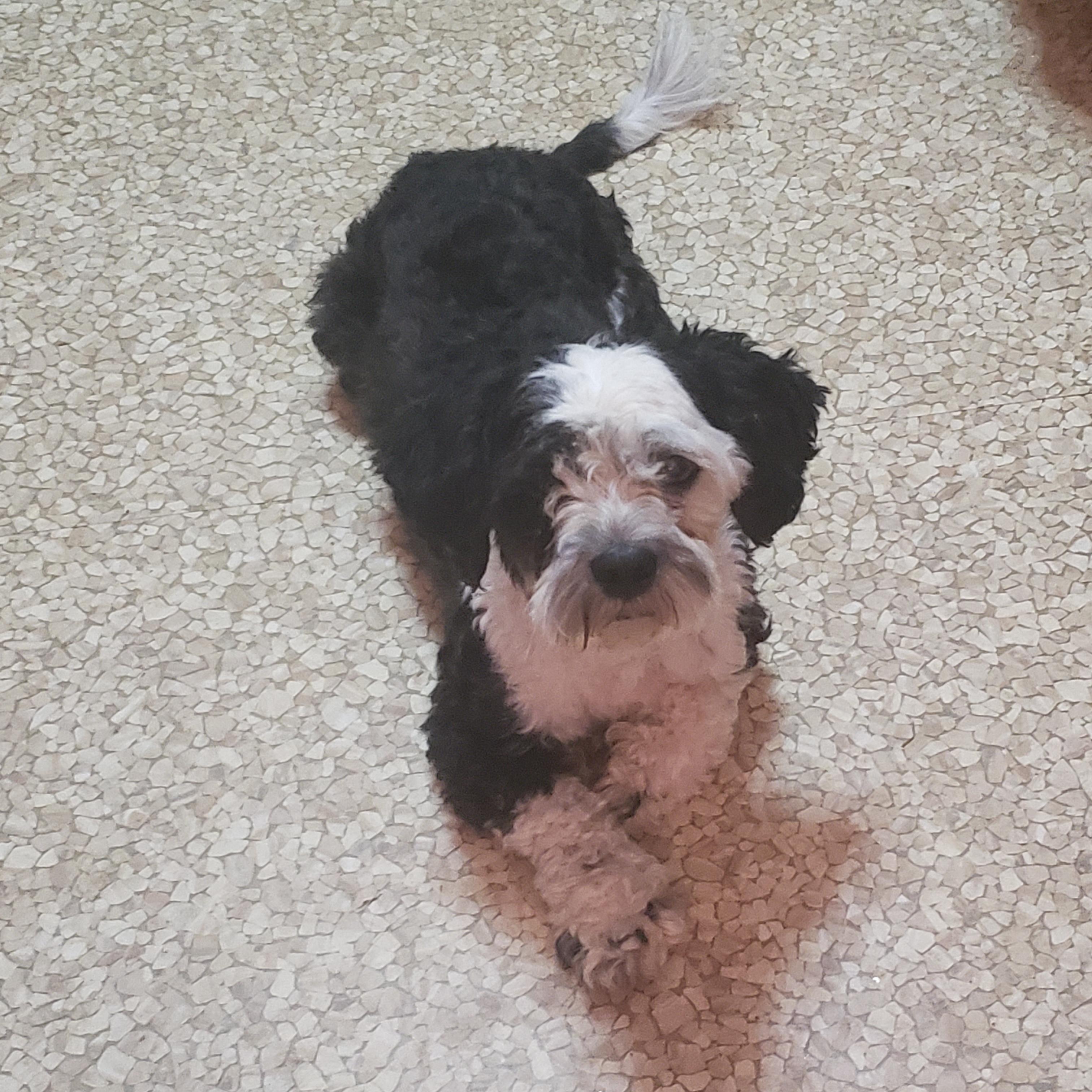 Enlarge Murphy, a Adopted Shih poo in Murphys, CA image 2/2