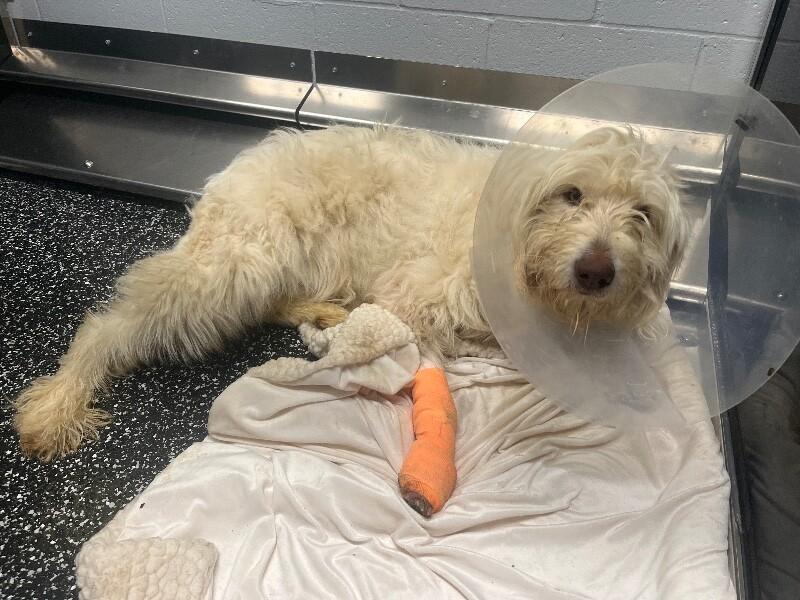 Linus, Adoptable, Adult Male Poodle & Mixed Breed.