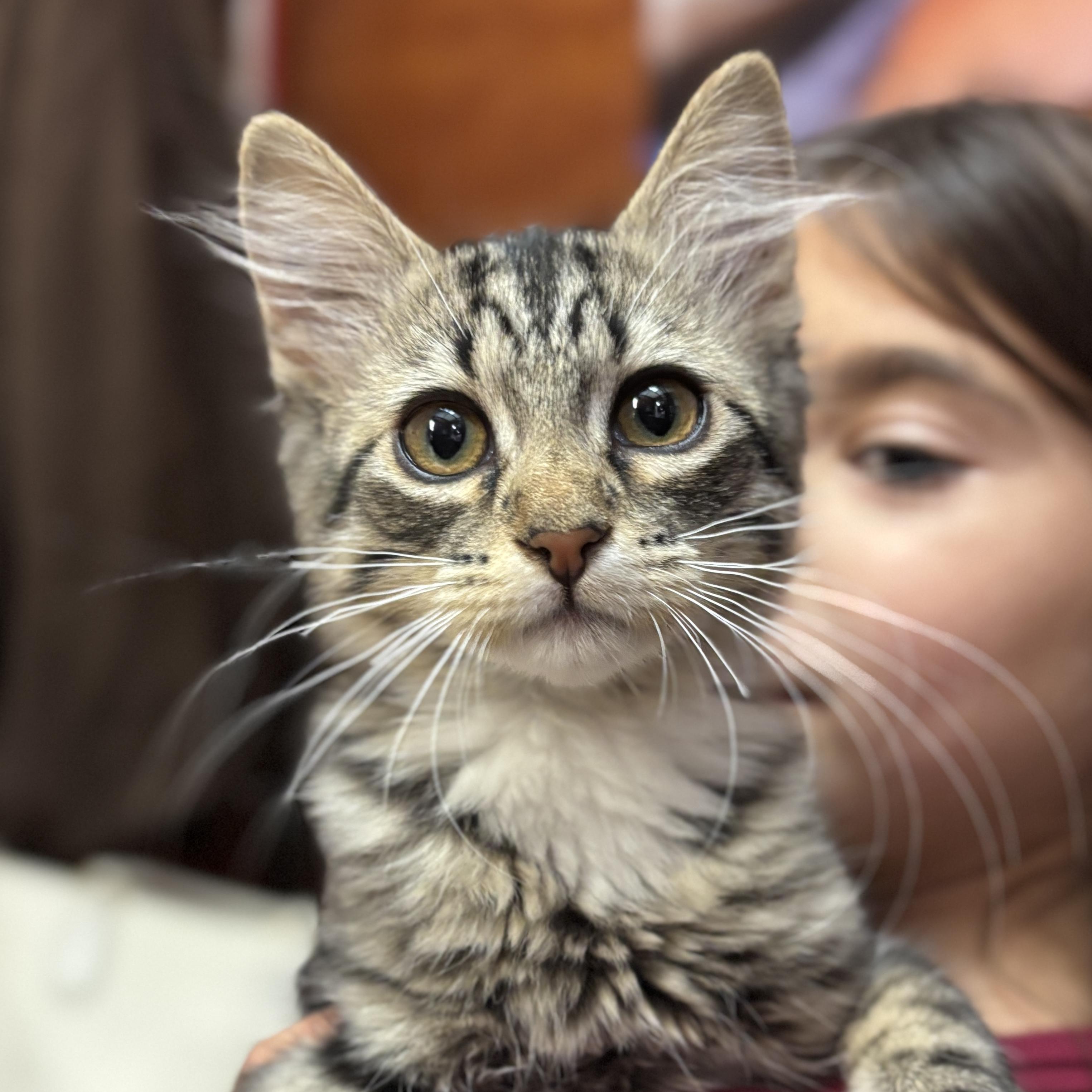 Enlarge Nancy, a ADOPTABLE Domestic Medium Hair in Sonora, CA image 1/1