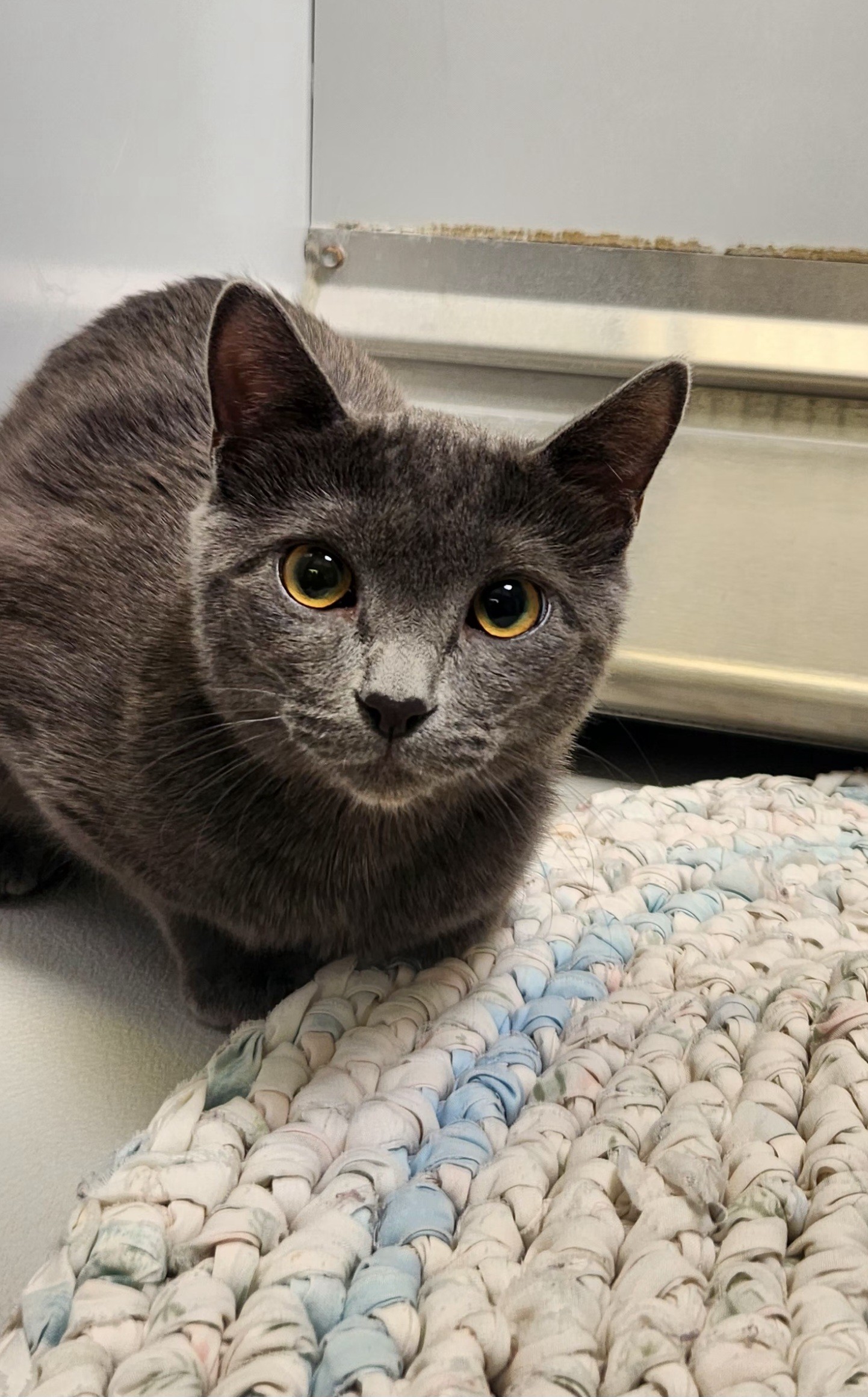 Cat for adoption Henry / 56982371, a Domestic Short Hair in Elko, NV