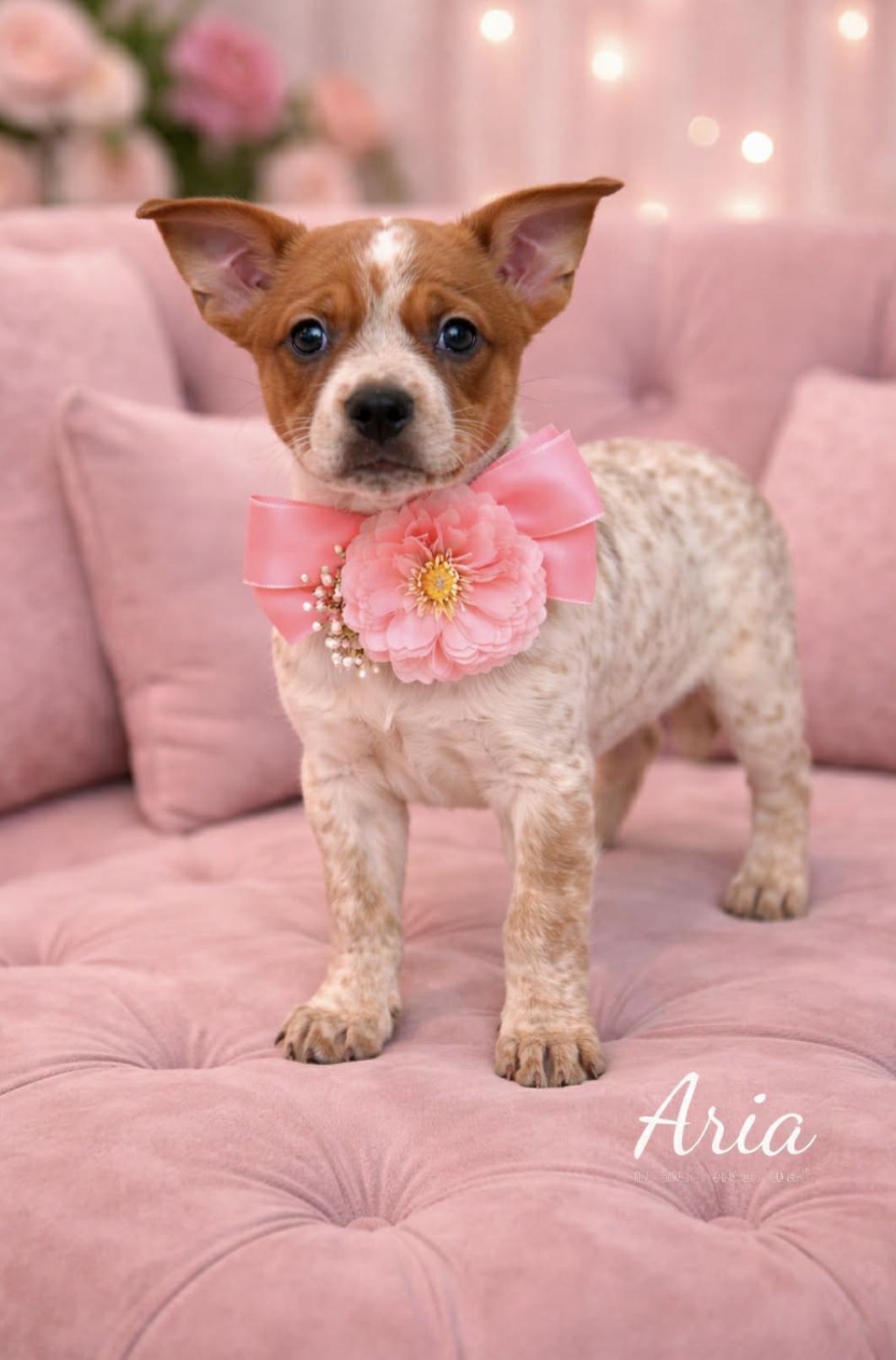 Aria — thumbnail 3