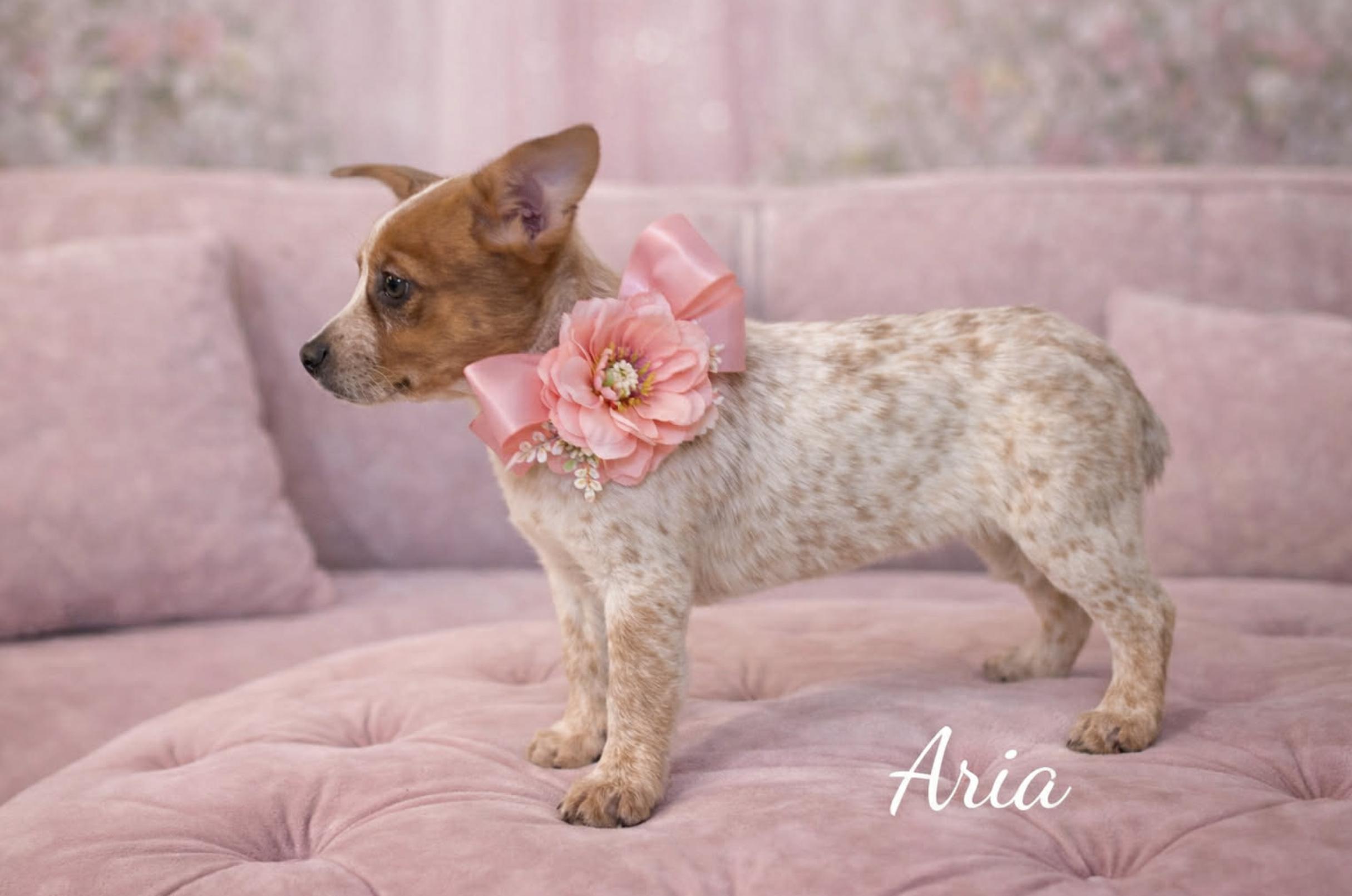 Aria — thumbnail 6