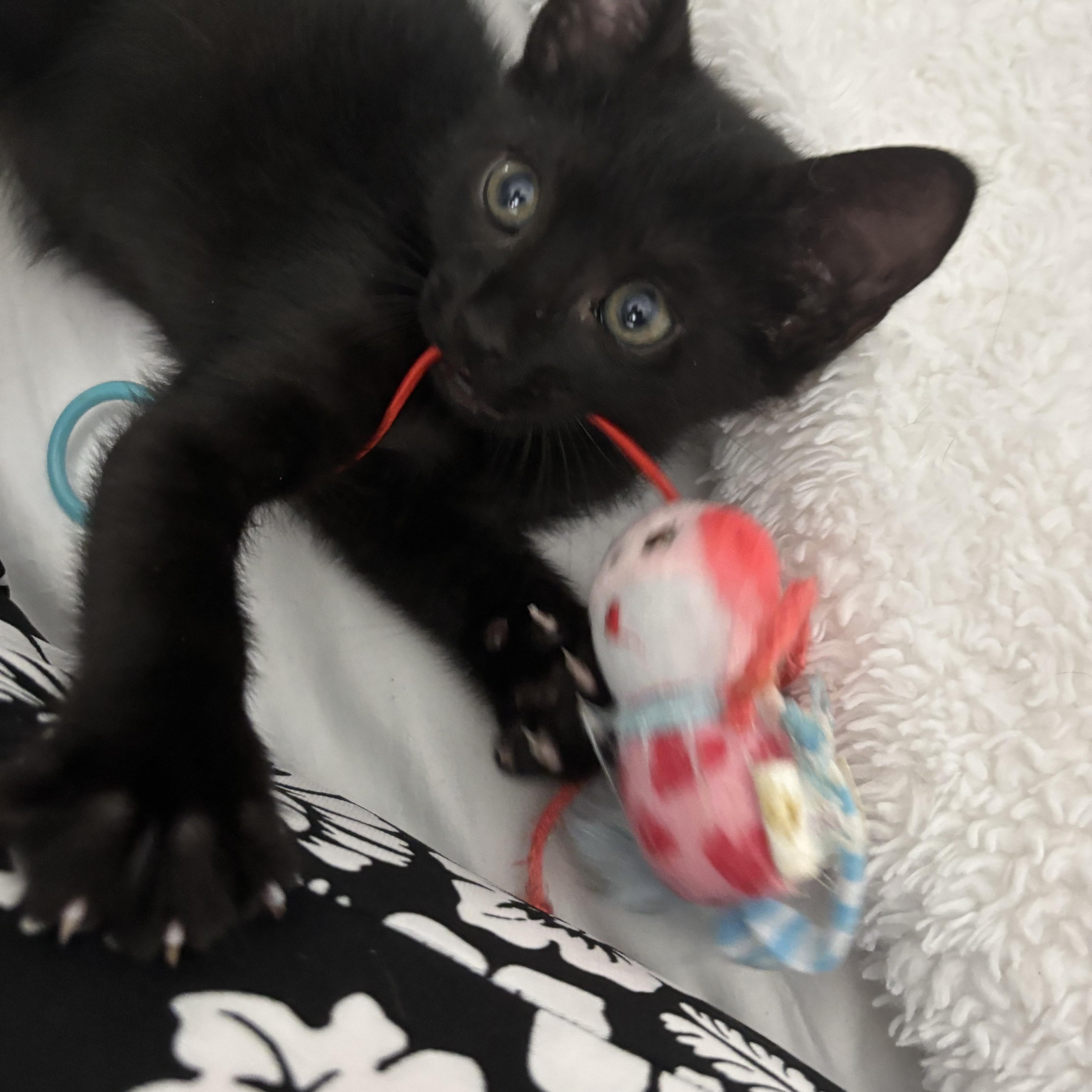 Percival, a ADOPTABLE Domestic Short Hair in Boston, MA image 2/5