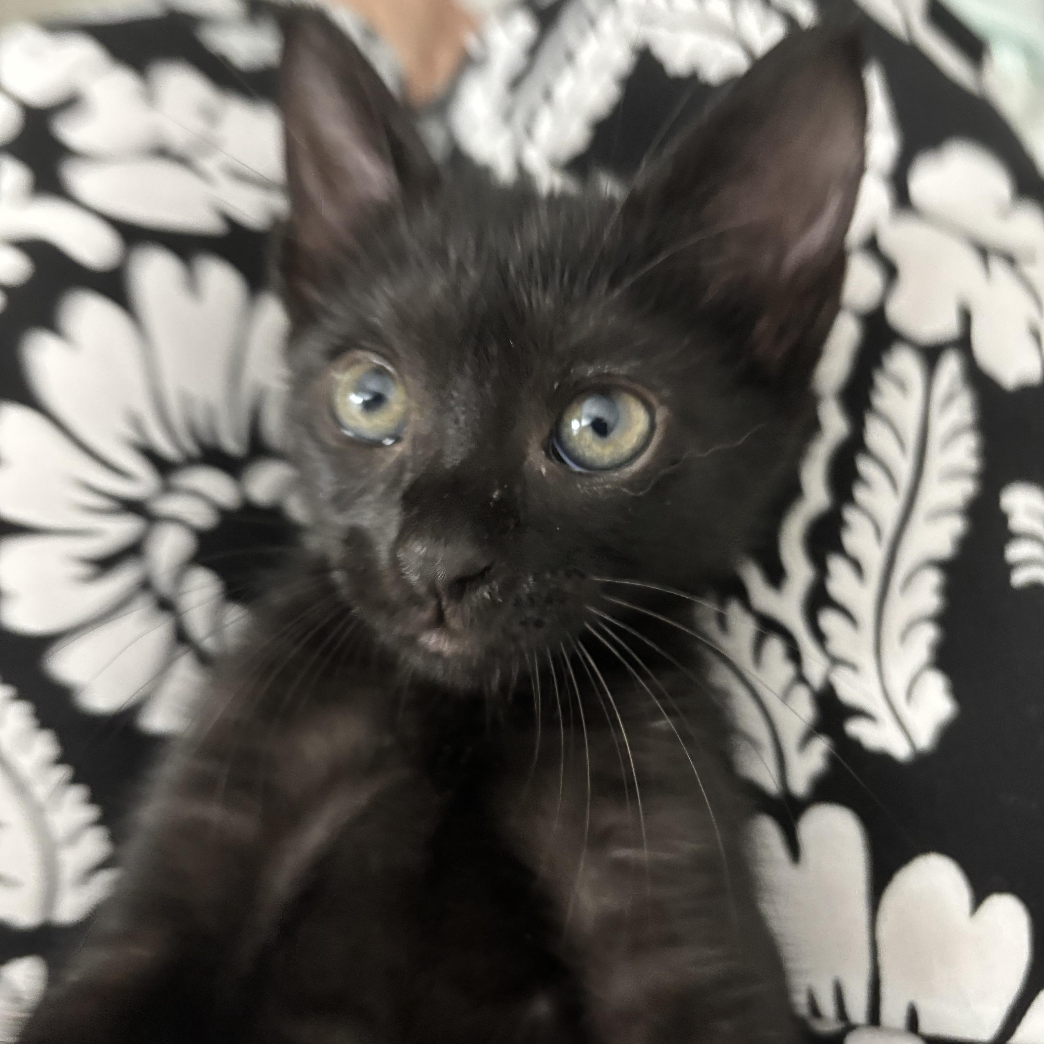 Percival, a ADOPTABLE Domestic Short Hair in Boston, MA image 1/5