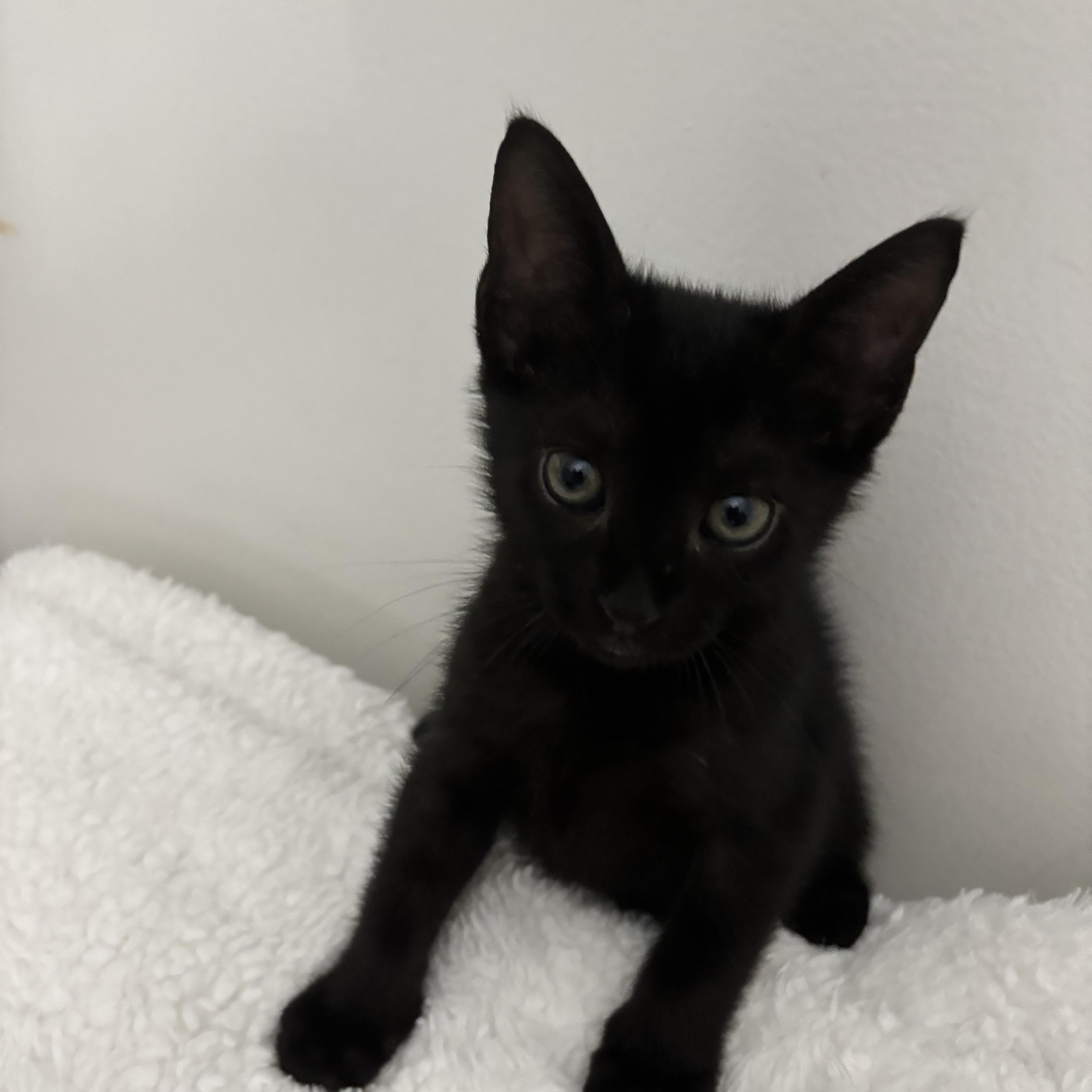 Percival, a ADOPTABLE Domestic Short Hair in Boston, MA image 3/5