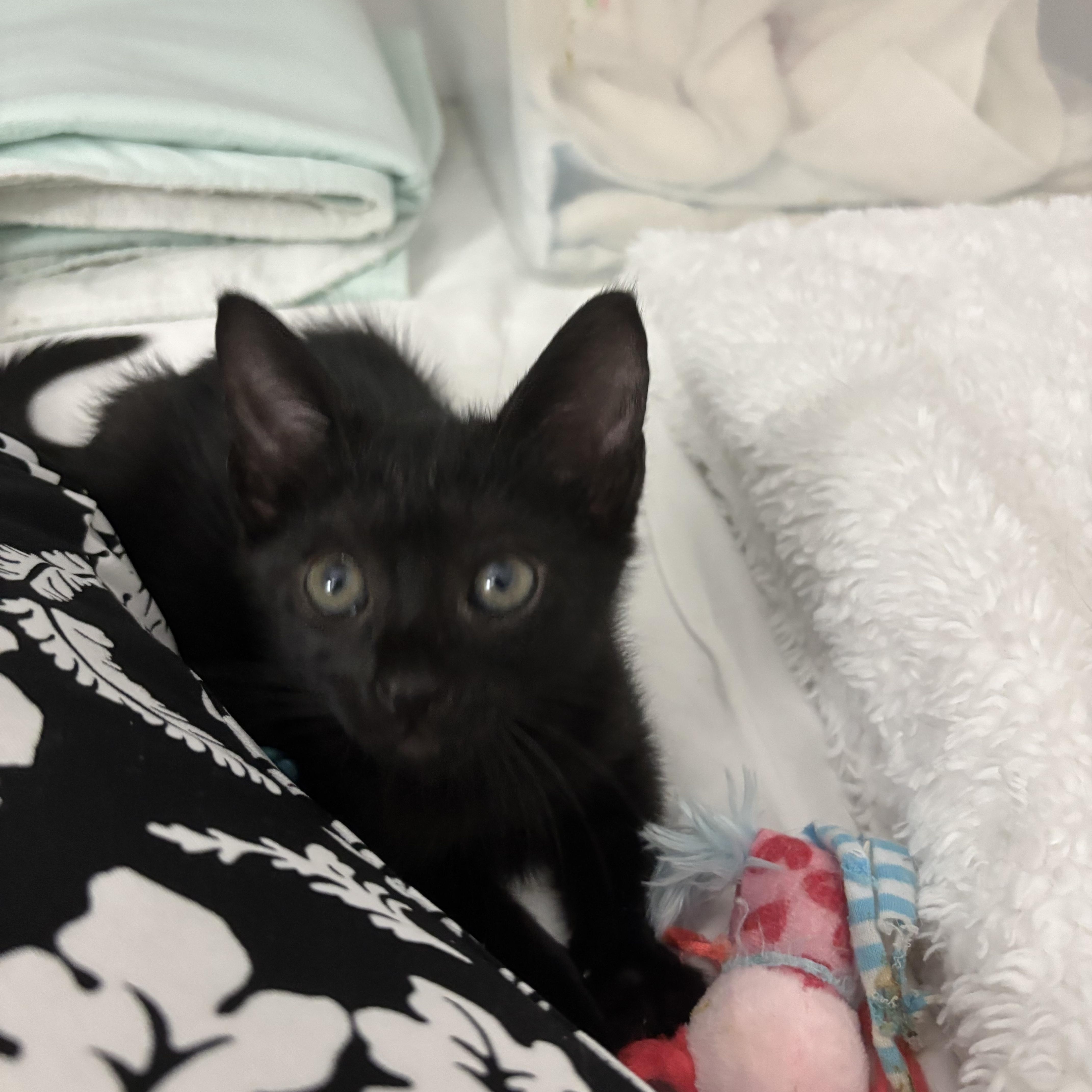 Percival, a ADOPTABLE Domestic Short Hair in Boston, MA image 5/5