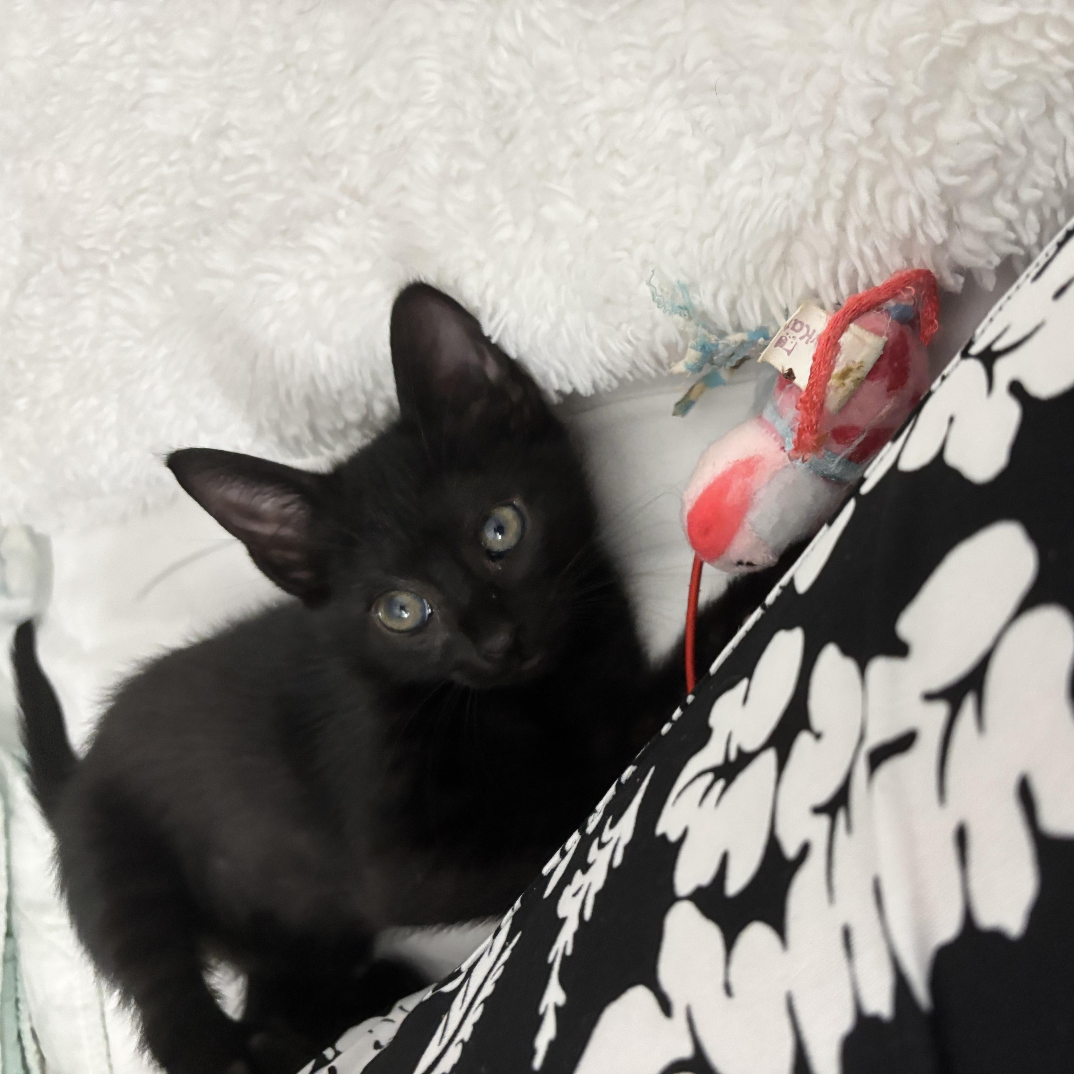 Percival, a ADOPTABLE Domestic Short Hair in Boston, MA image 4/5