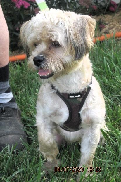 Enlarge Harpo, an adopted mixed breed in Frederick, MD image 2/4