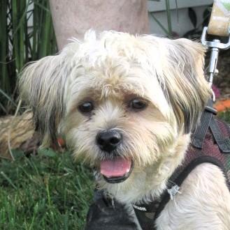 Harpo, adopted, Young Male Maltese & Yorkshire Terrier.