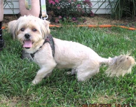 Enlarge Harpo, an adopted mixed breed in Frederick, MD image 4/4