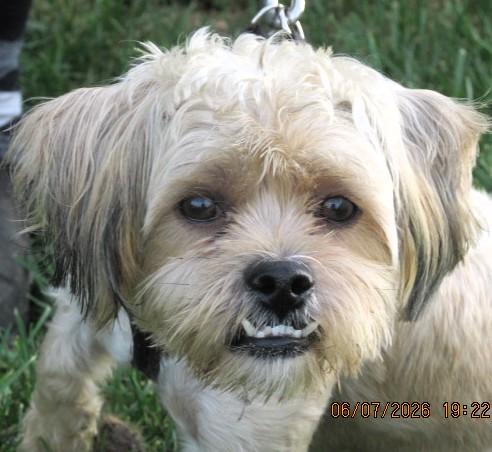 Enlarge Harpo, an adopted mixed breed in Frederick, MD image 3/4