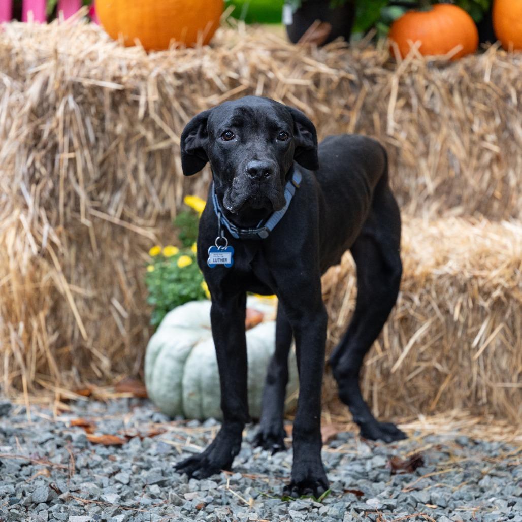 Enlarge Luther, a Adoptable Cane Corso in Wake Forest, NC image 1/3