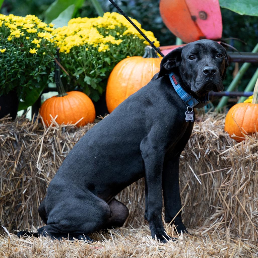 Enlarge Luther, a Adoptable Cane Corso in Wake Forest, NC image 2/3