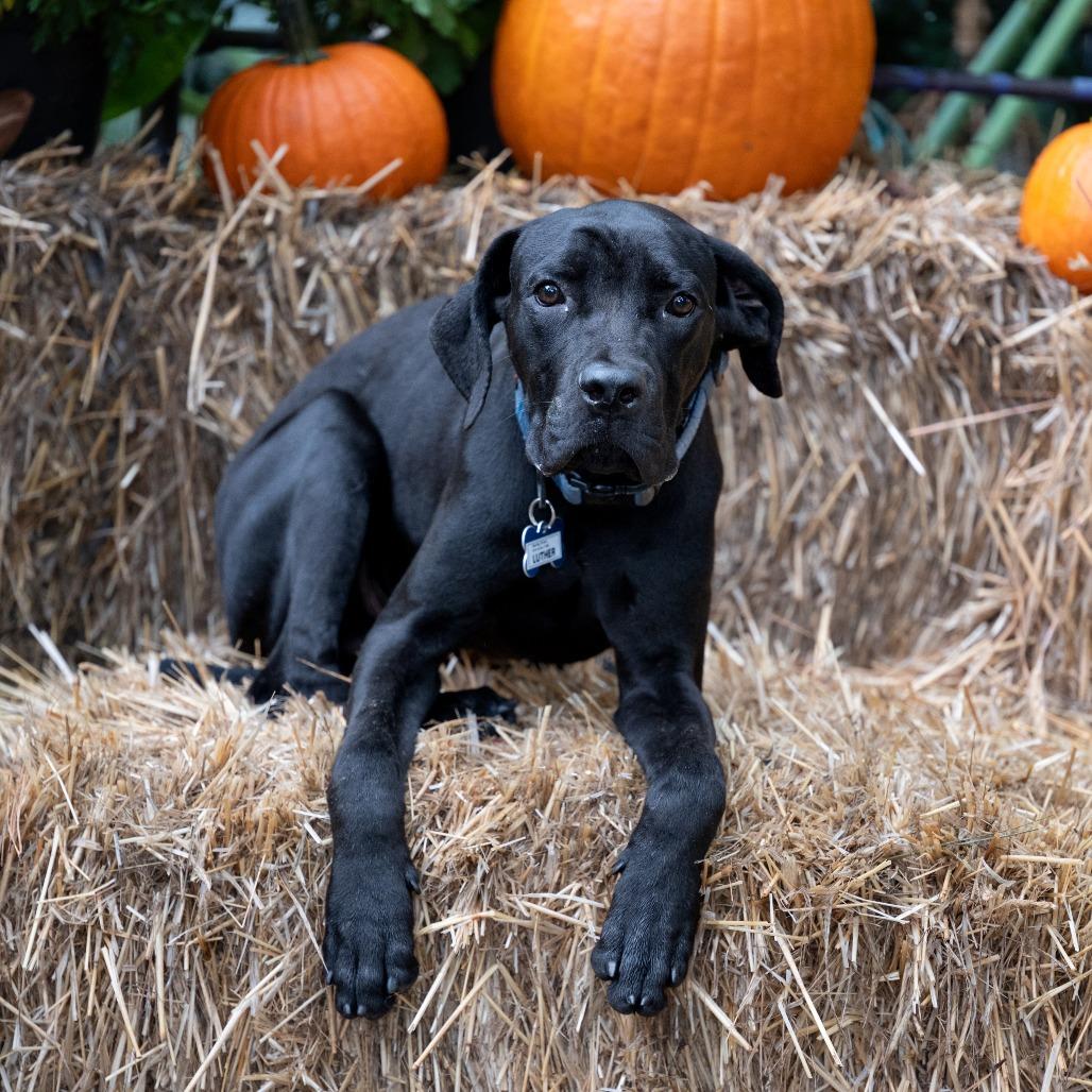 Enlarge Luther, a Adoptable Cane Corso in Wake Forest, NC image 3/3