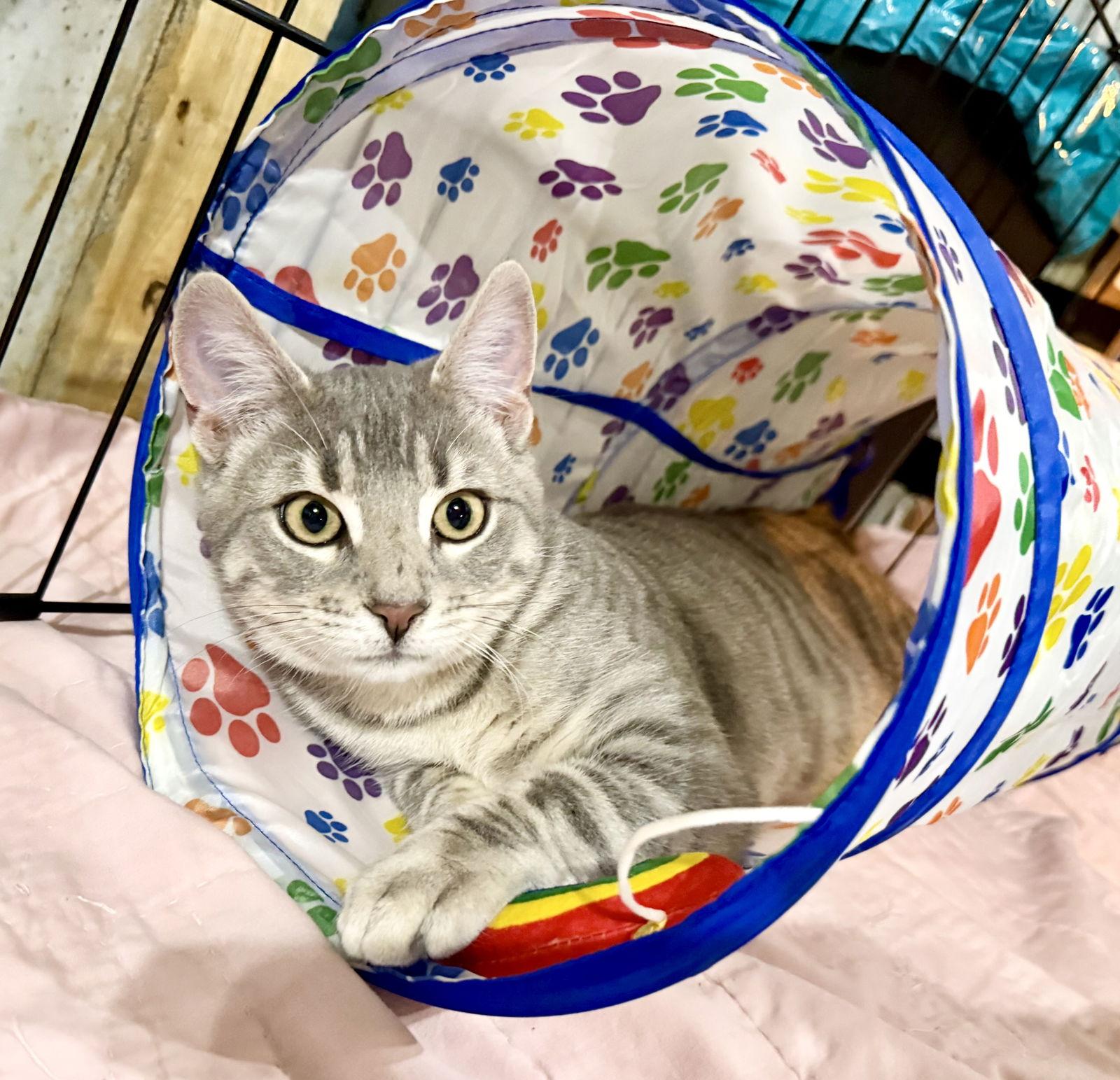 Baloo, Adopted, Kitten Male Tabby & Domestic Short Hair.