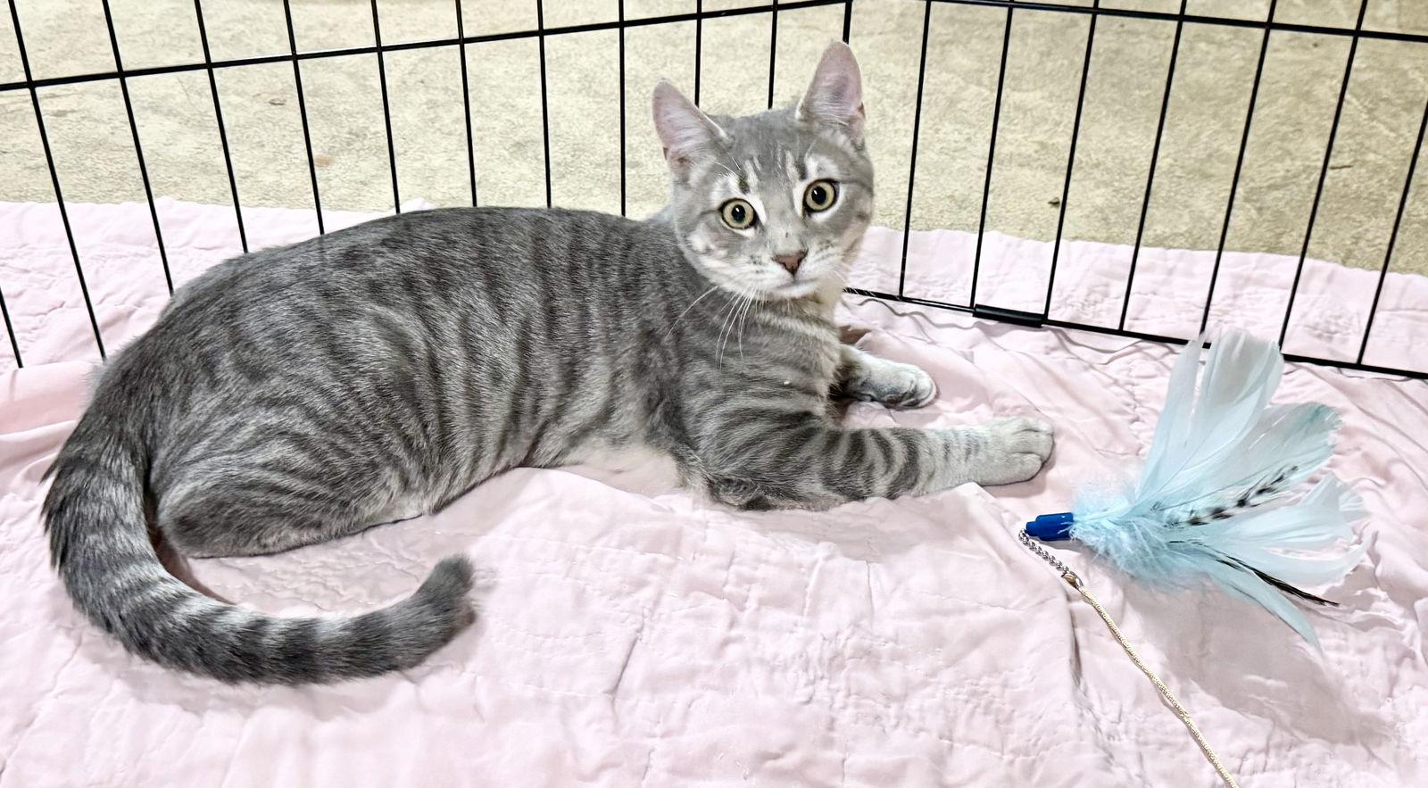 Enlarge Baloo, a Adopted mixed breed in Spring City, PA image 2/3