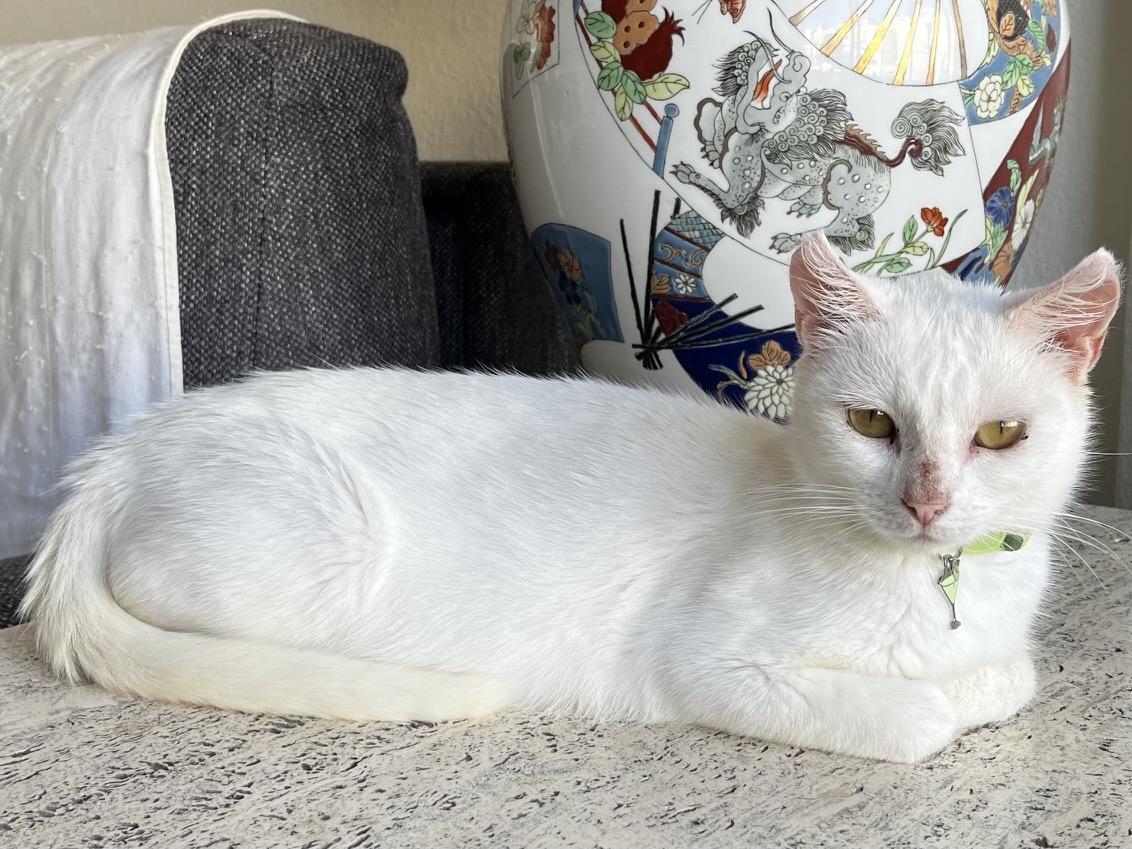 Anastasia, Adoptable, Young Female Domestic Short Hair.