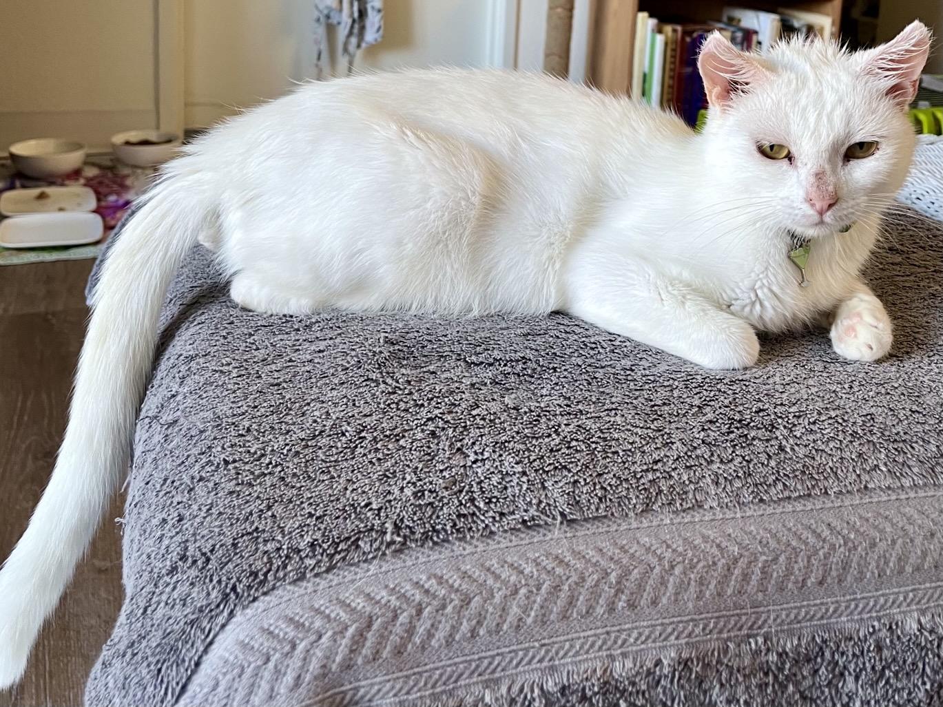 Enlarge Anastasia, a Adoptable Domestic Short Hair in San Francisco, CA image 2/2