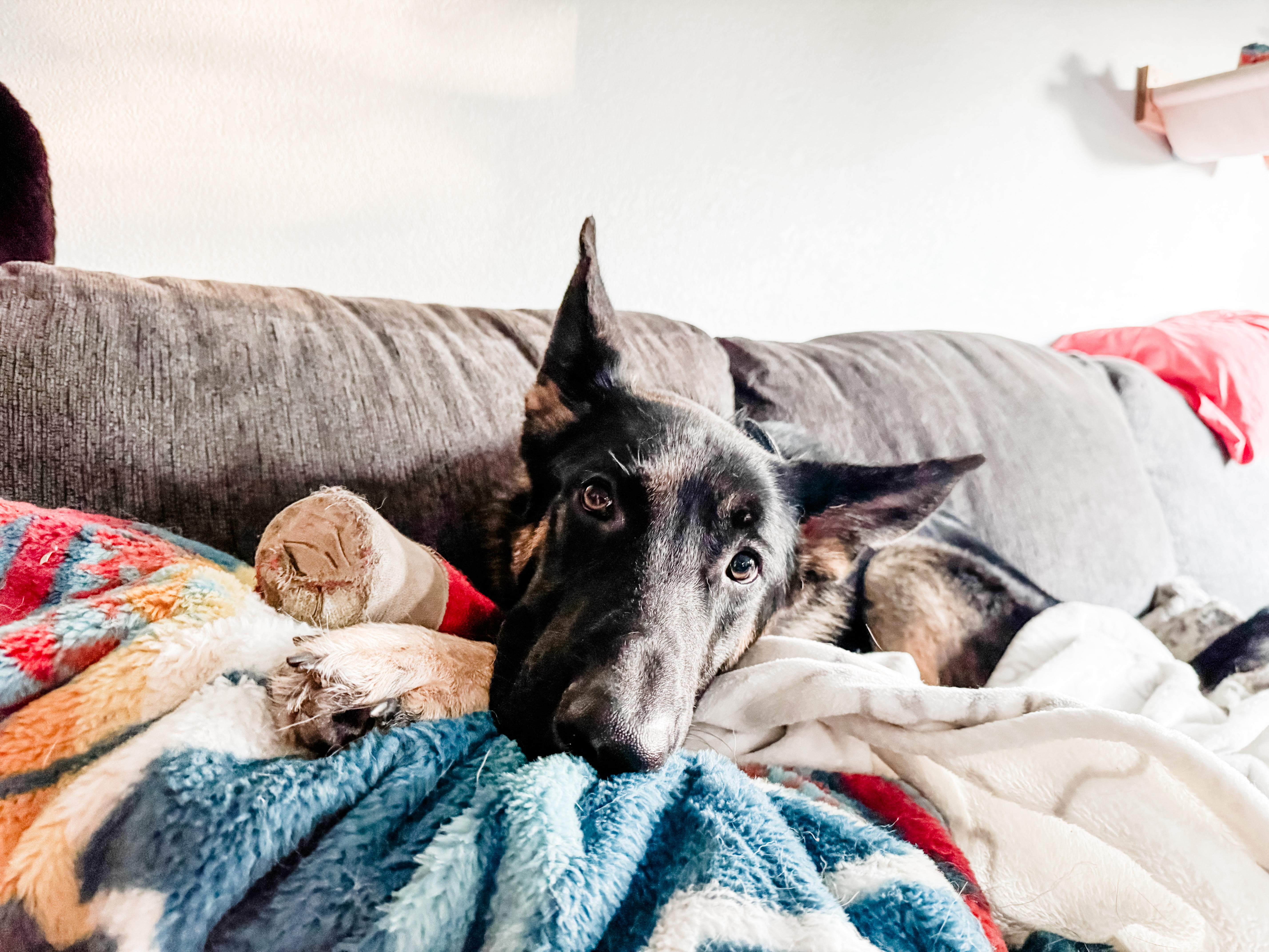 Enlarge Solace, a Adoptable German Shepherd Dog in Sartell, MN image 1/3