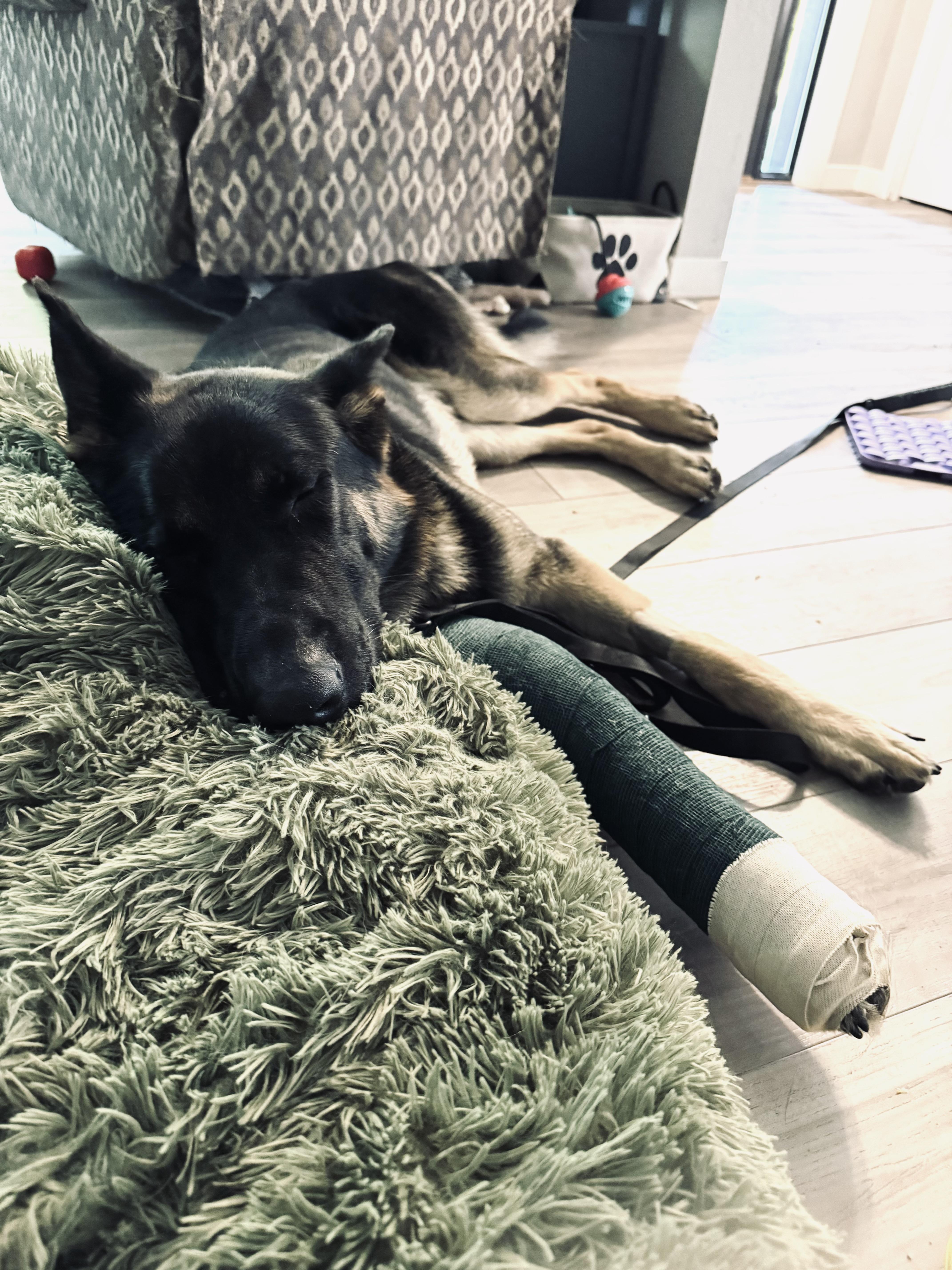 Solace (Foster to Adopt)