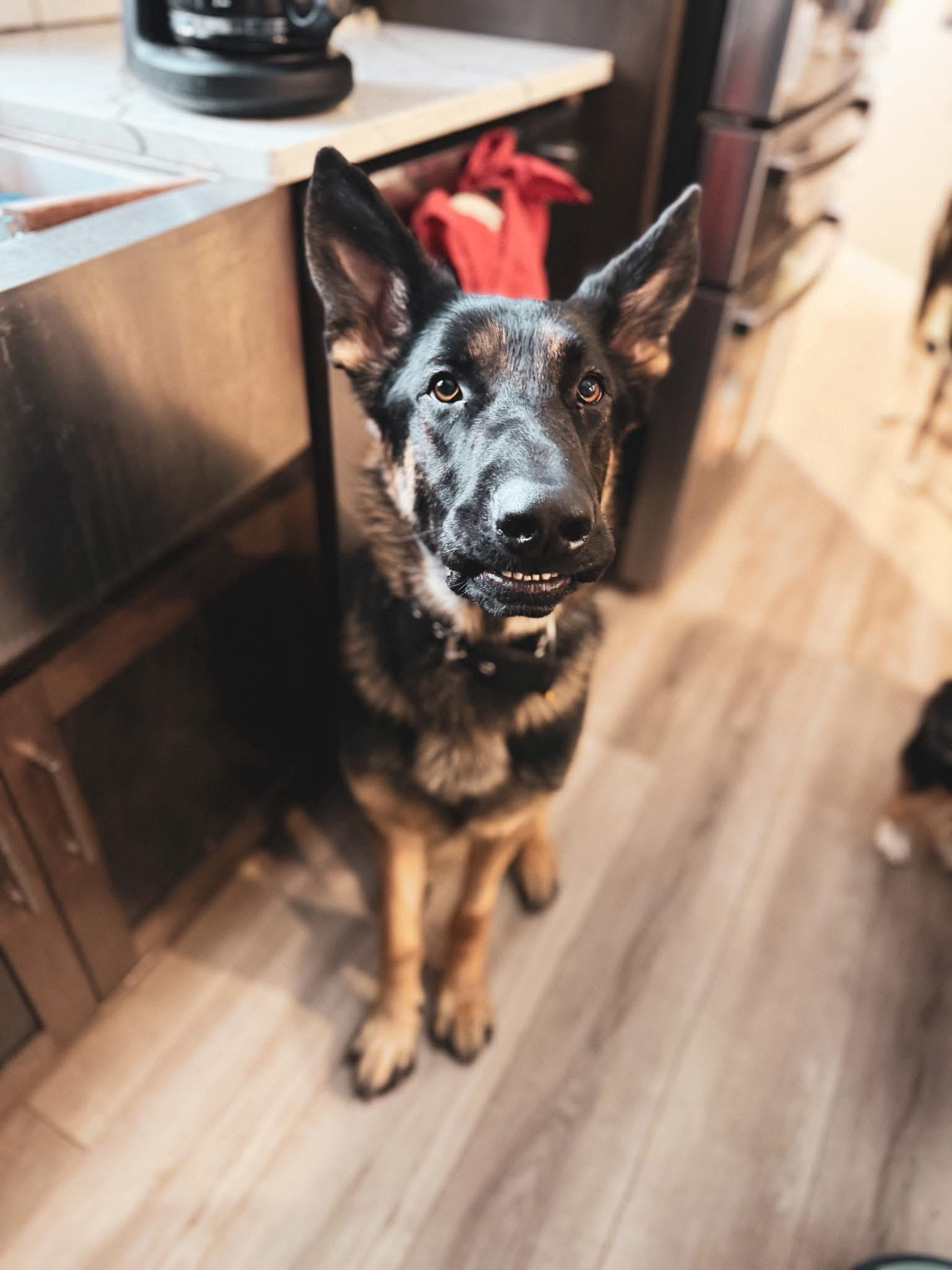 Enlarge Solace, an adopted German Shepherd Dog in Sartell, MN image 1/3