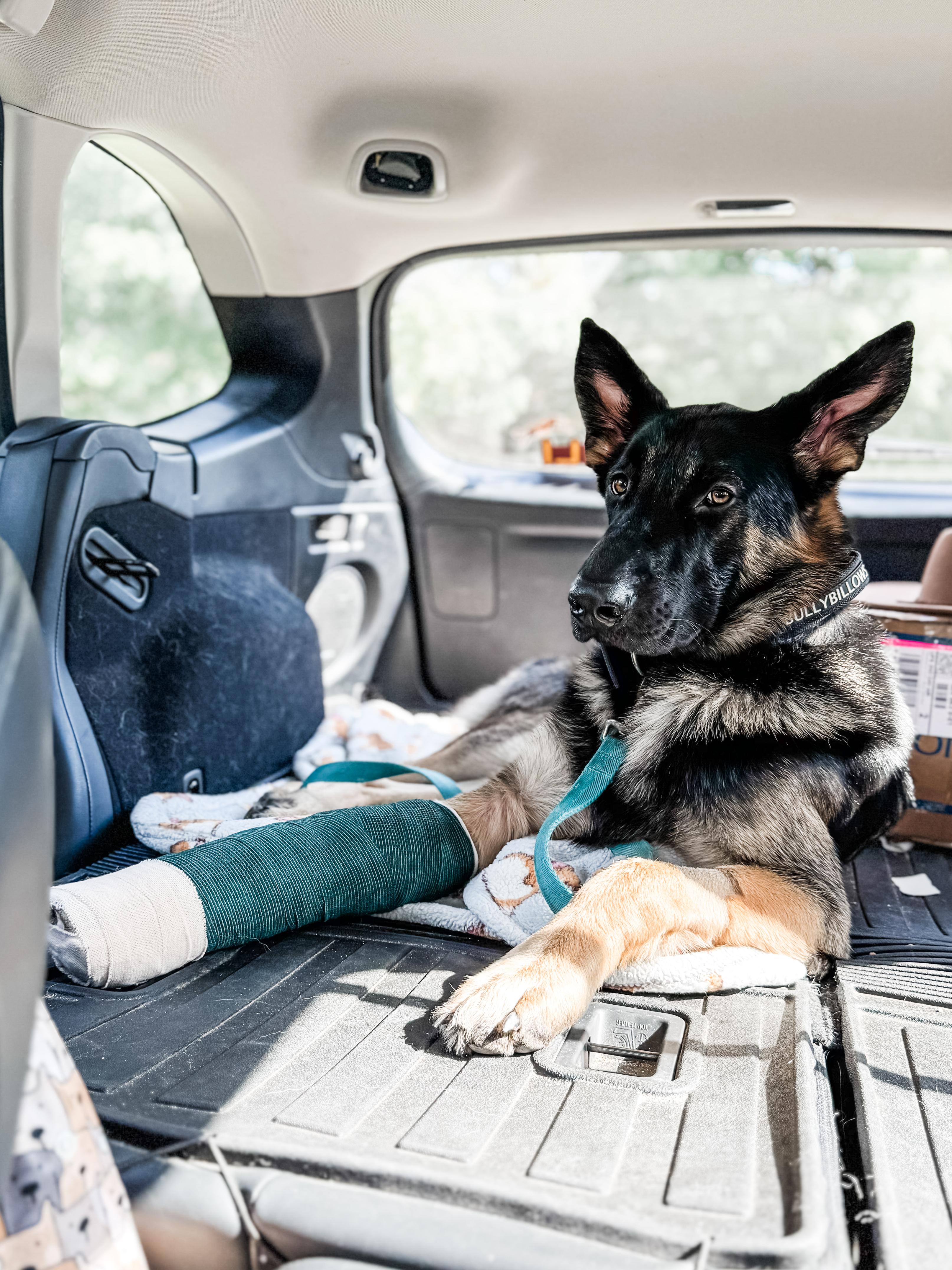 Enlarge Solace, a Adoptable German Shepherd Dog in Sartell, MN image 3/3