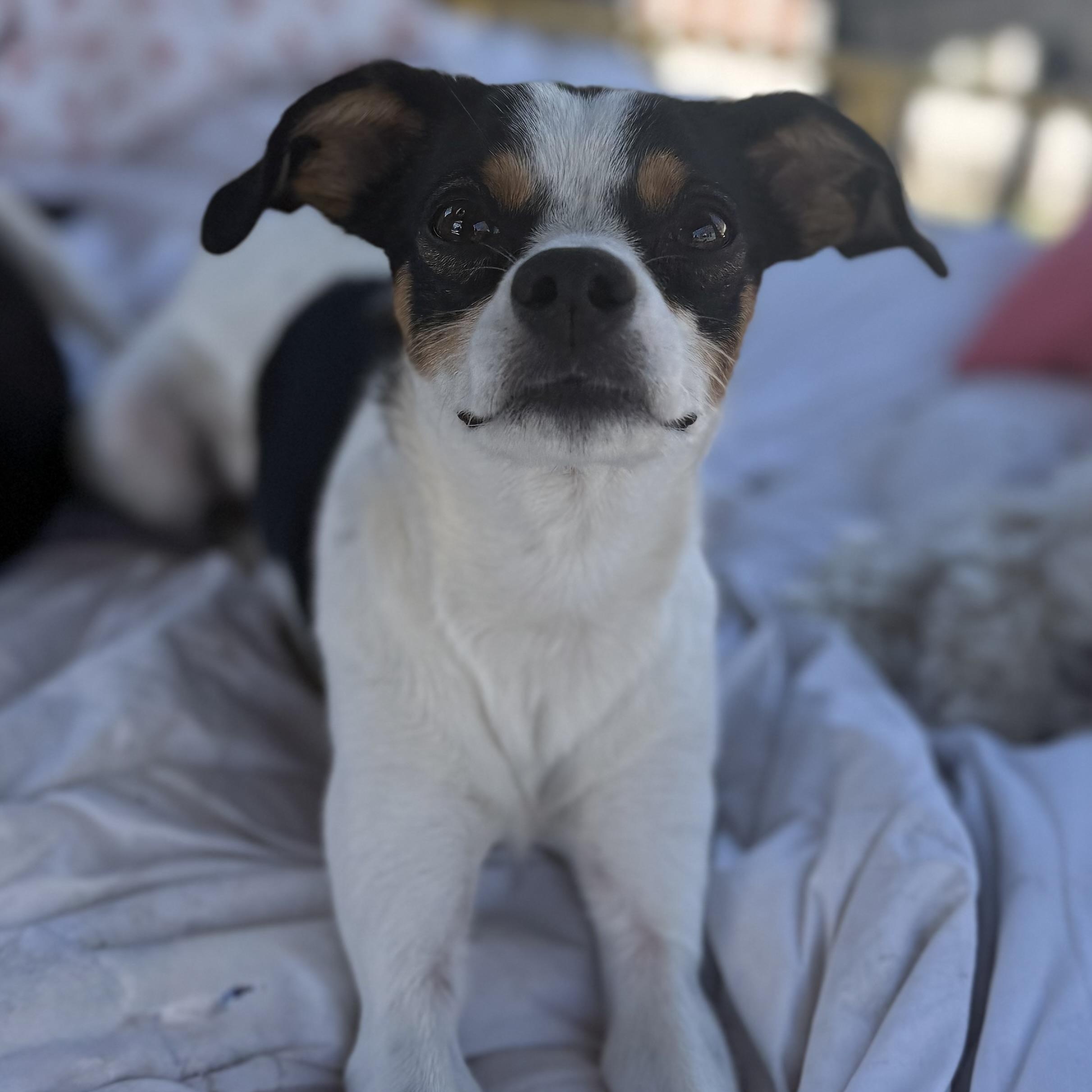Enlarge Loretta, a Adoptable mixed breed in Albany, NY image 4/6